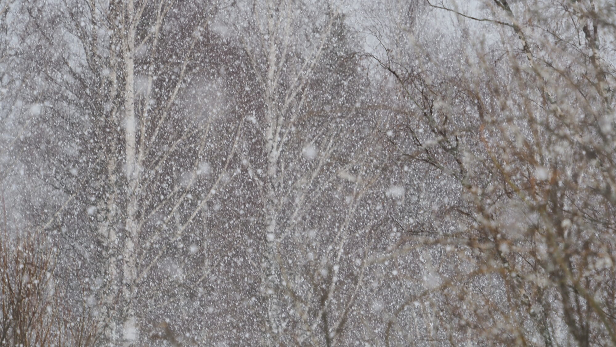 Valokuvaaja: Martti Valtonen Valokuvaaja: Martti Valtonen