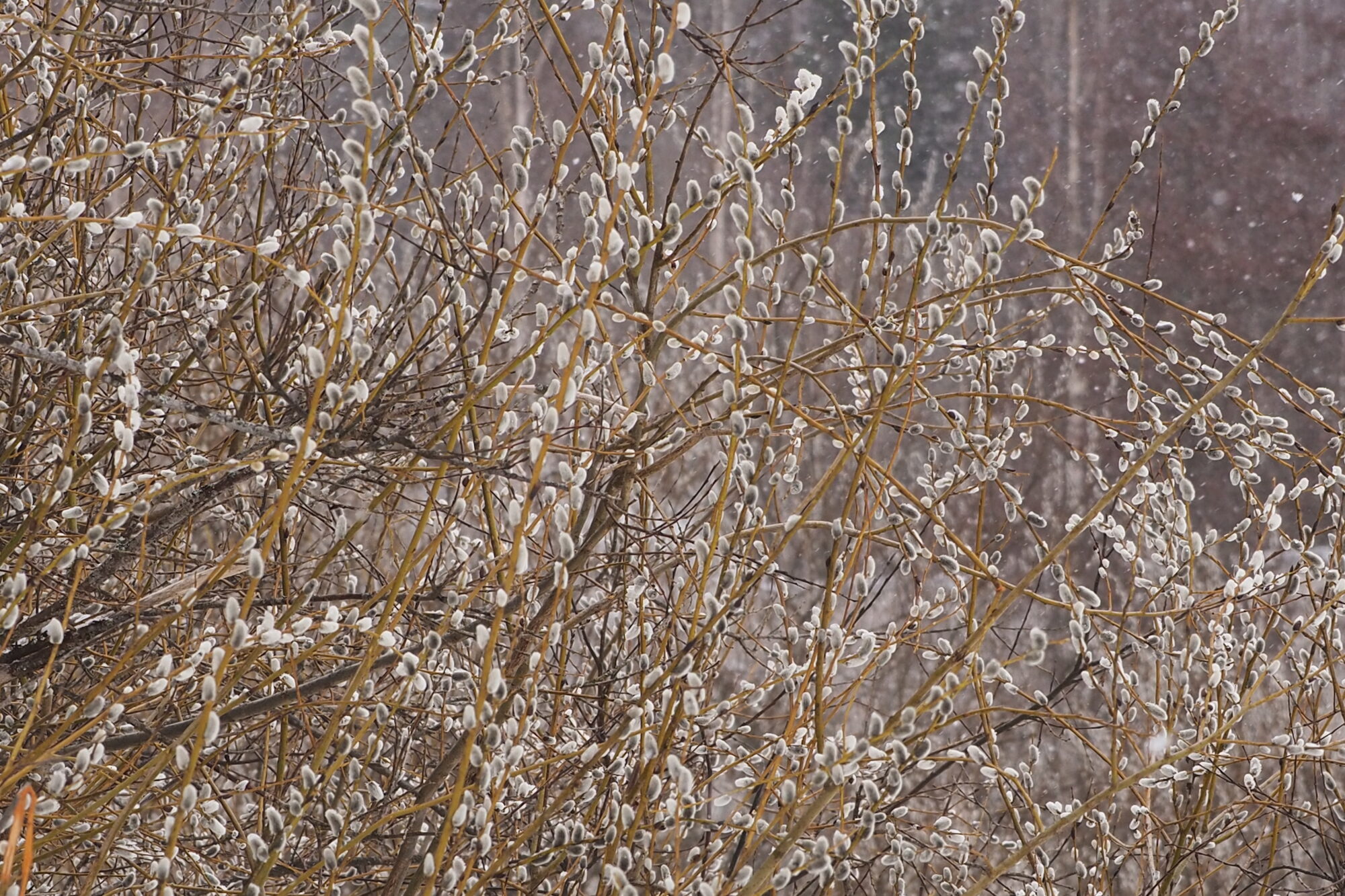 Valokuvaaja: Martti Valtonen