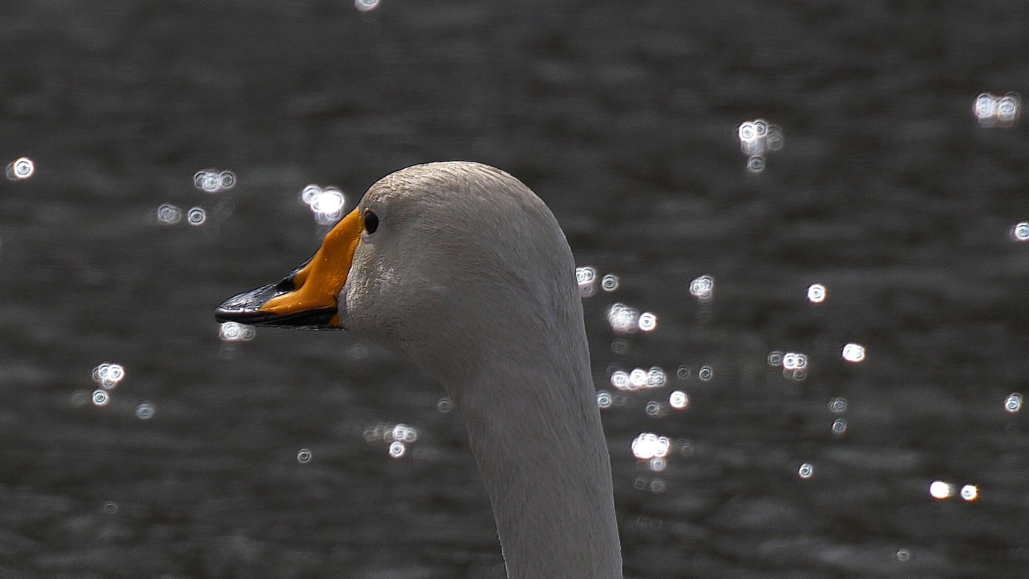 Valokuvaaja: Arja Valtonen