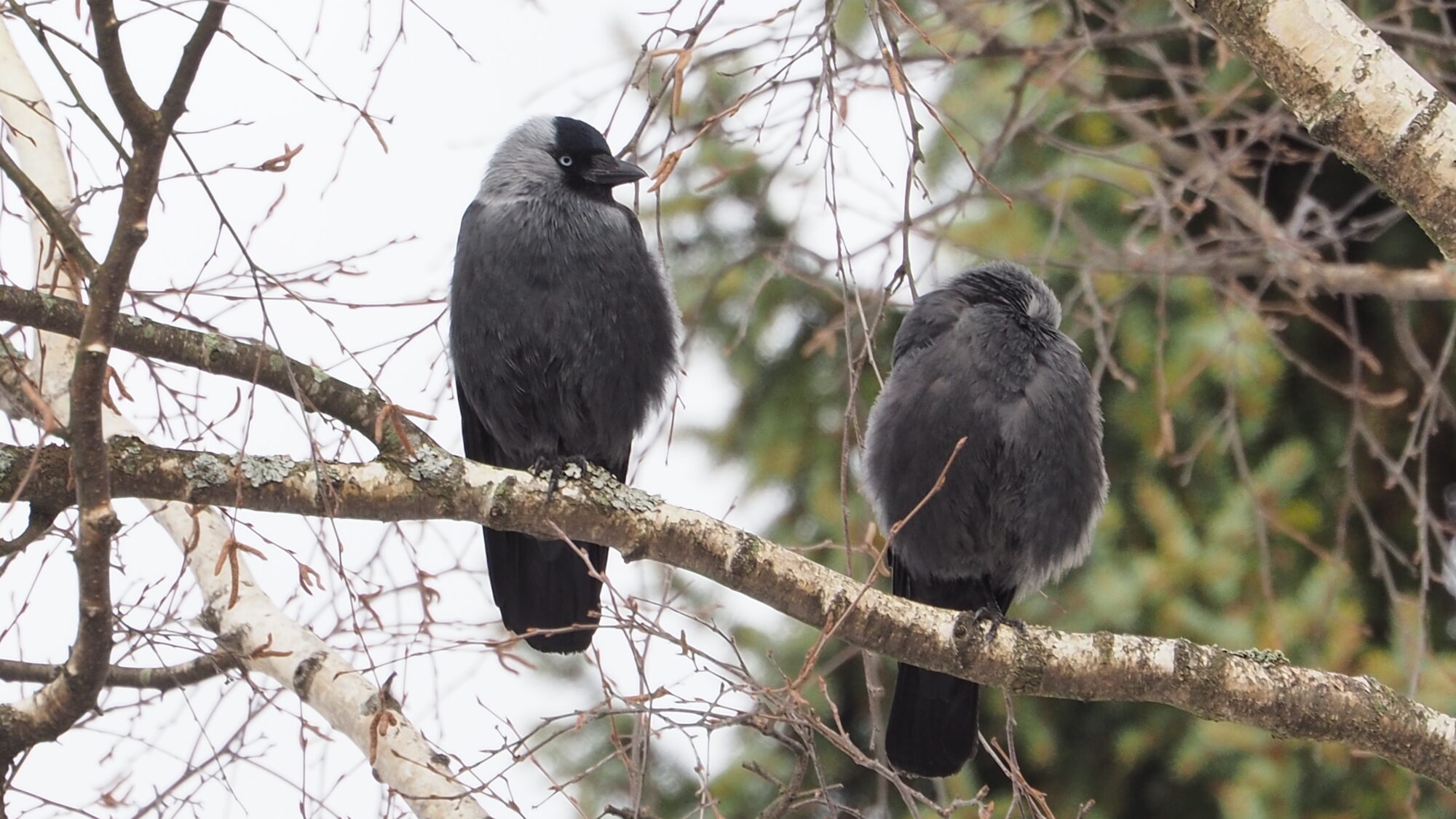 Valokuvaaja: Martti Valtonen
