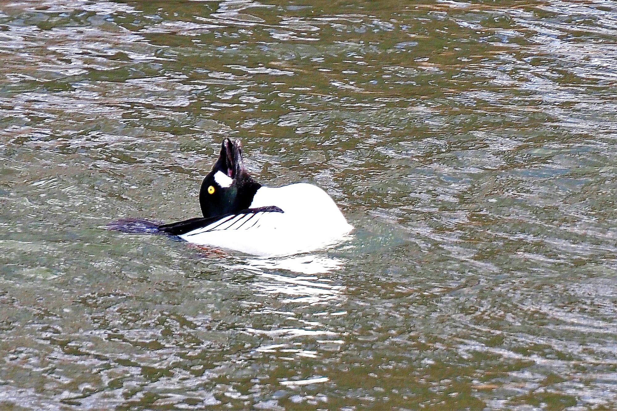 Valokuvaaja: Arja Valtonen