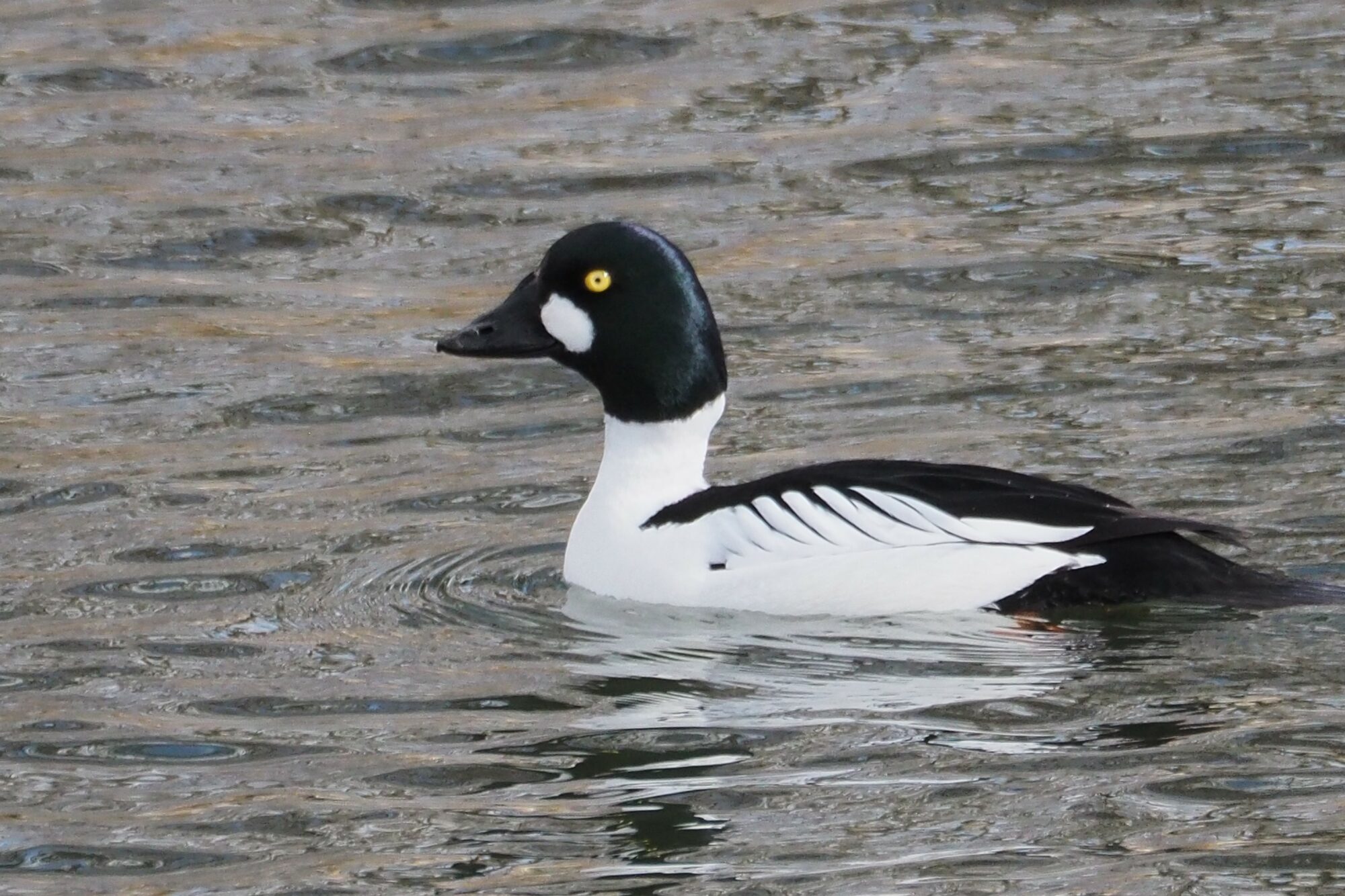 Valokuvaaja: Martti Valtonen