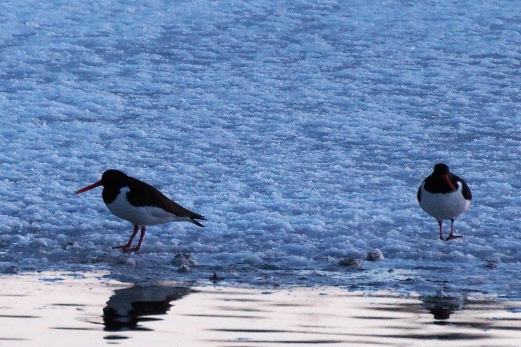 Valokuvaaja: Martti Valtonen Valokuvaaja: Martti Valtonen