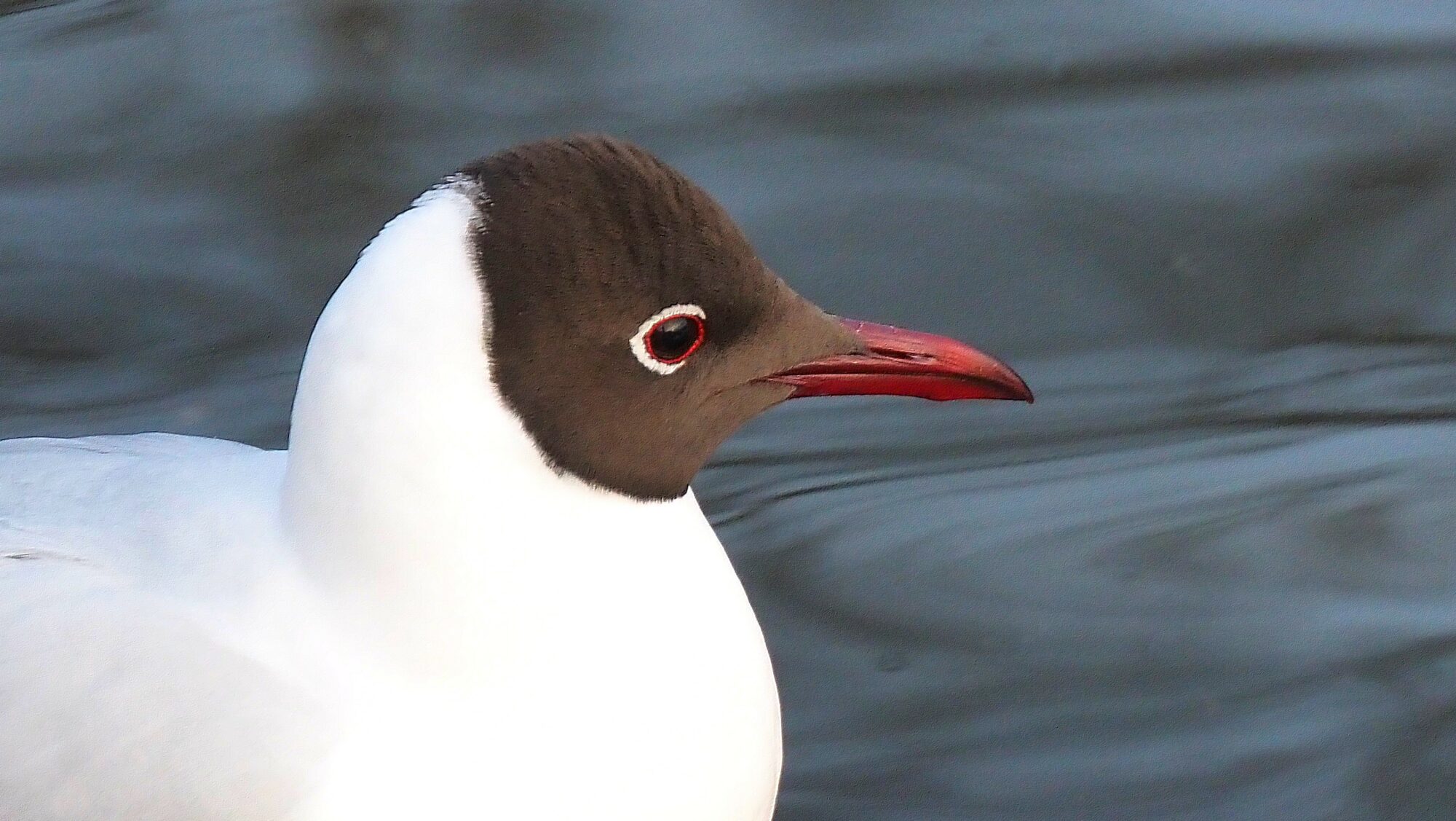 Valokuvaaja: Arja Valtonen