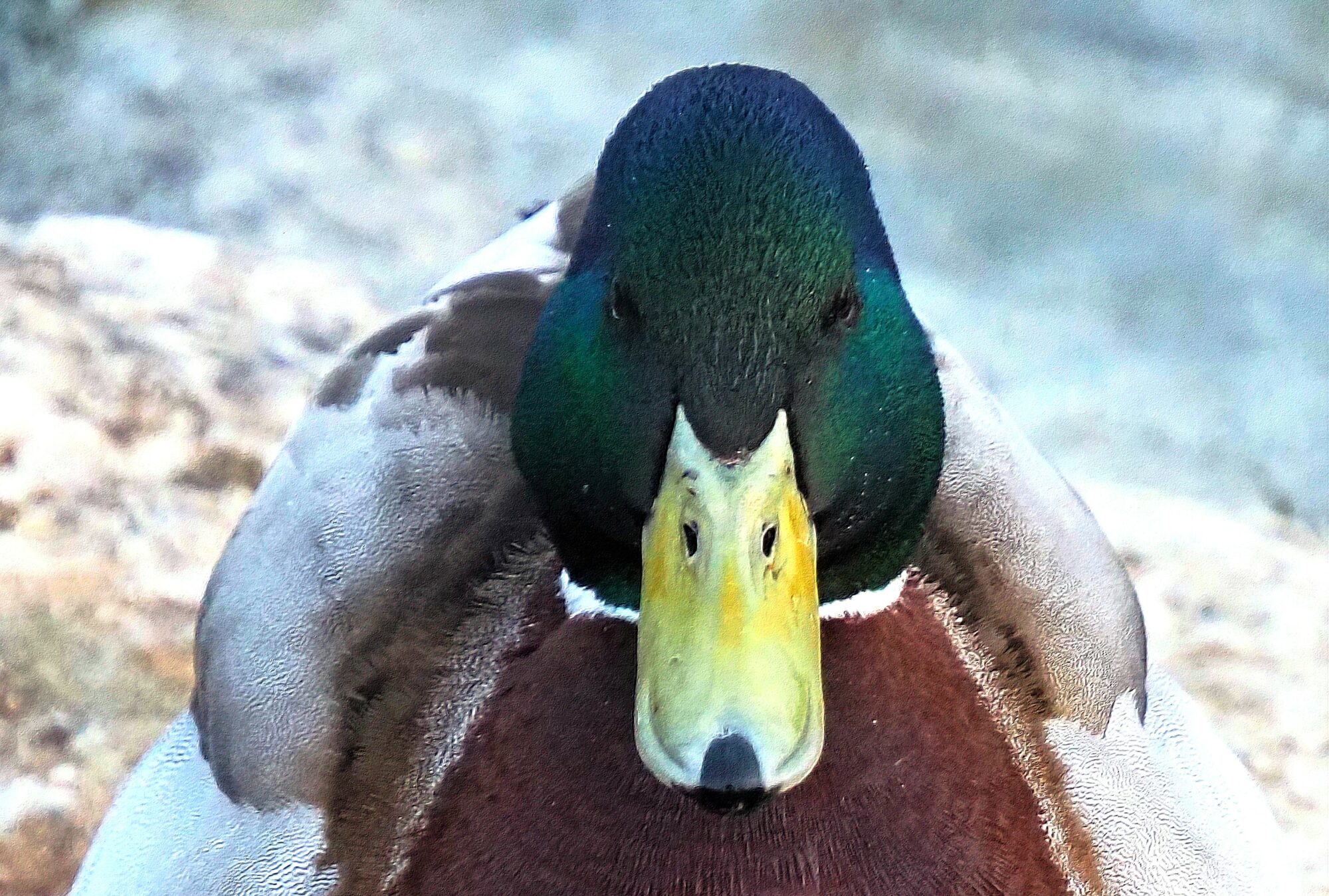 Valokuvaaja: Arja Valtonen