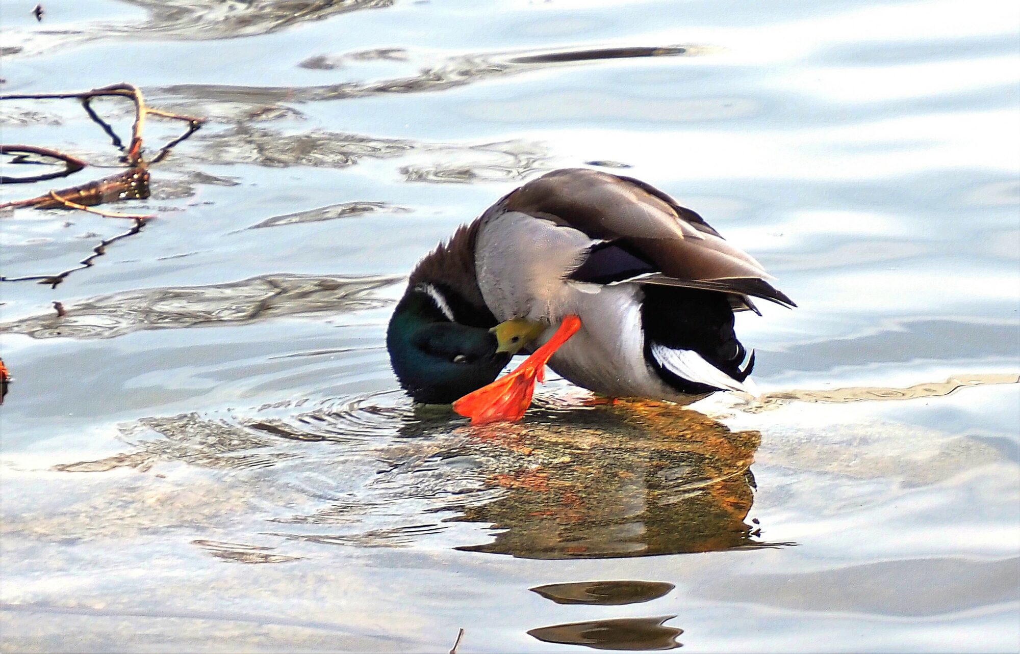 Valokuvaaja: Arja Valtonen