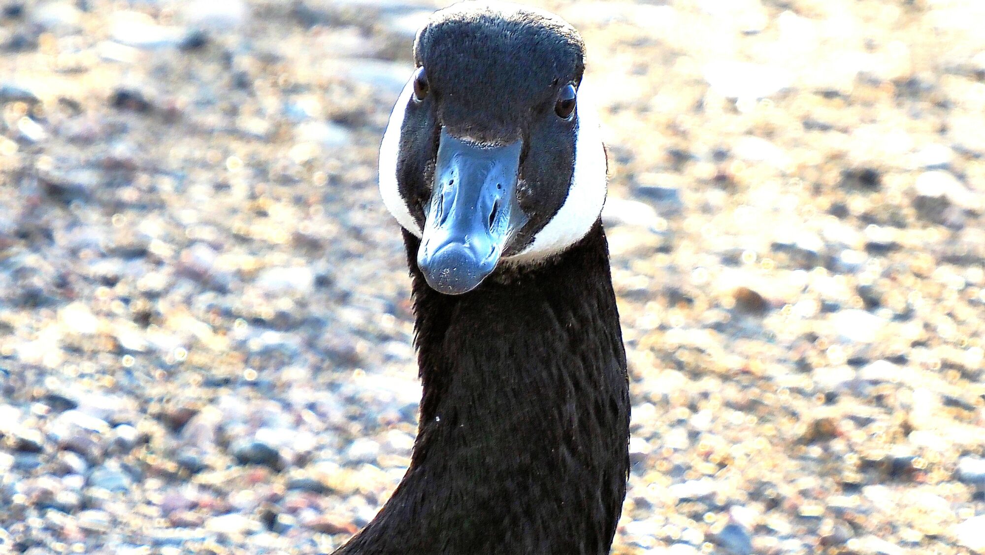 Valokuvaaja: Arja Valtonen Valokuvaaja: Arja Valtonen