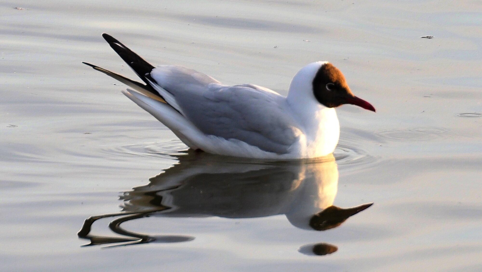 Valokuvaaja: Arja Valtonen