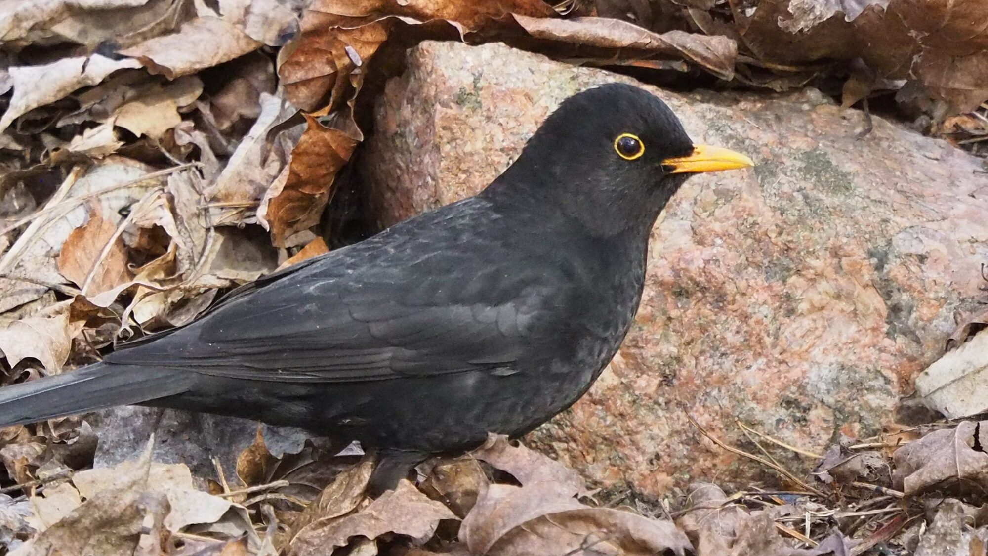 Valokuvaaja: Martti Valtonen