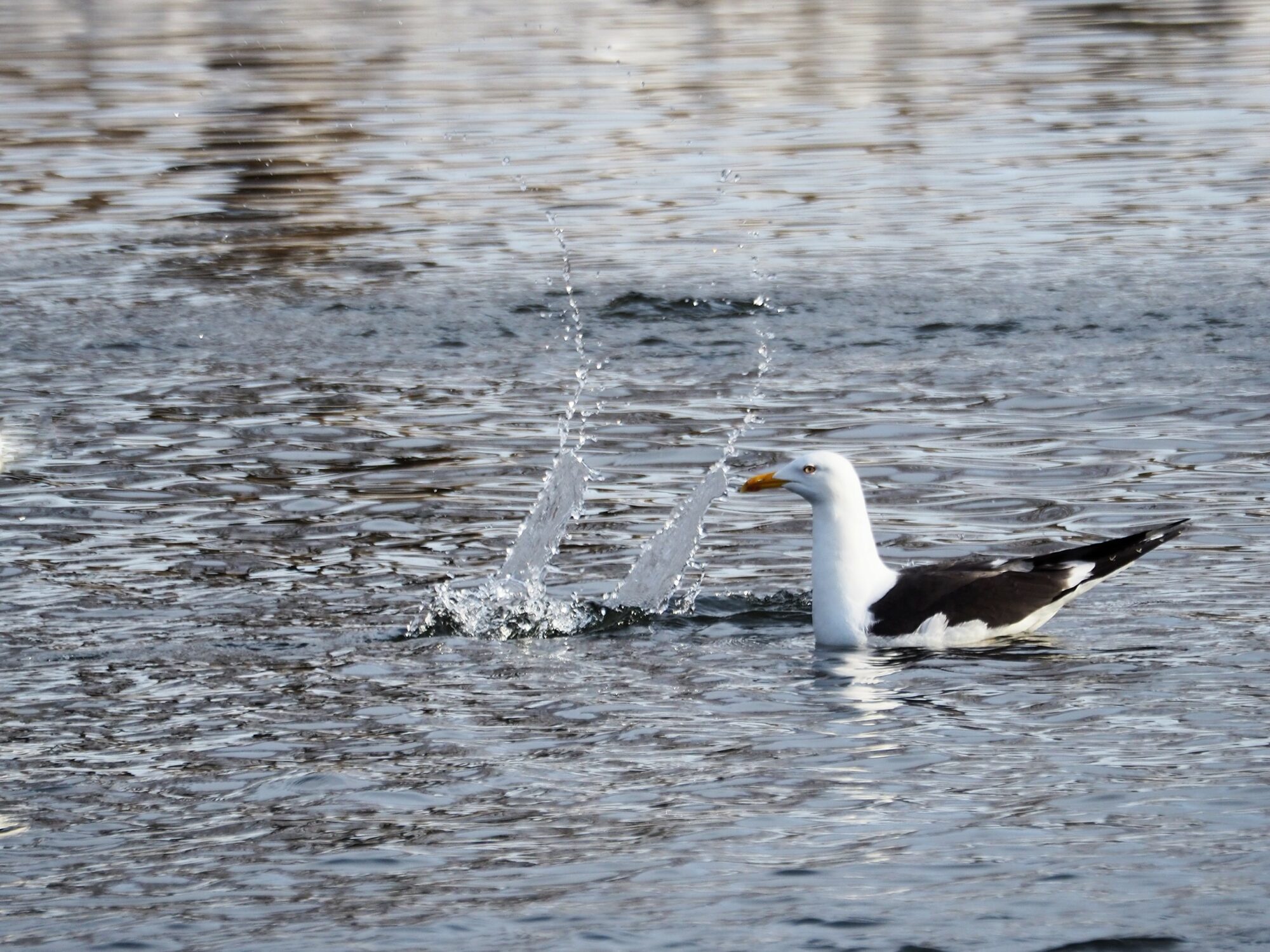 Valokuvaaja: Martti Valtonen