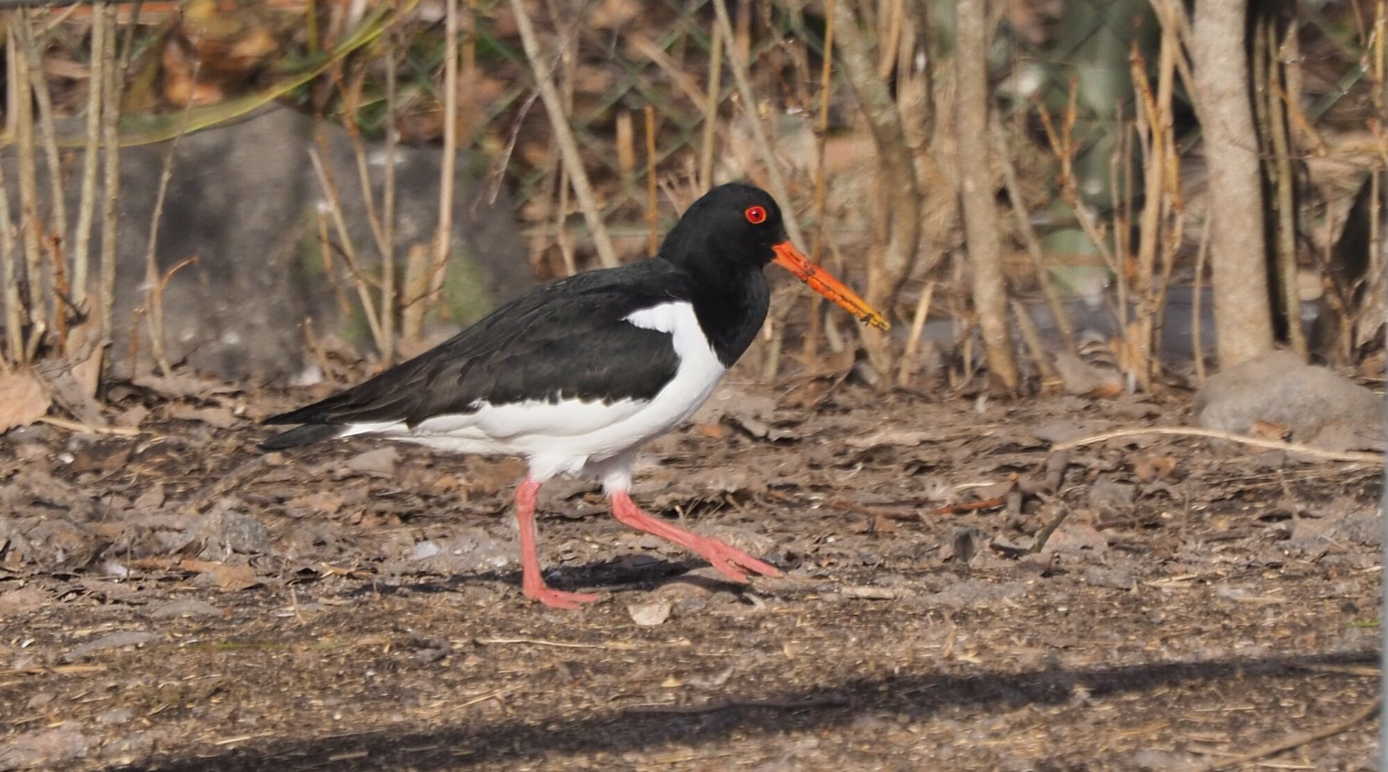 Valokuvaaja: Martti Valtonen