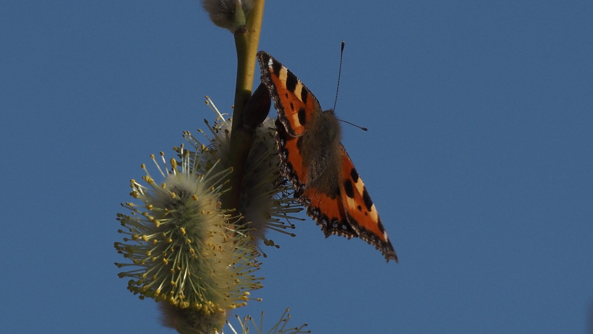 Valokuvaaja: Arja Valtonen Valokuvaaja: Arja Valtonen
