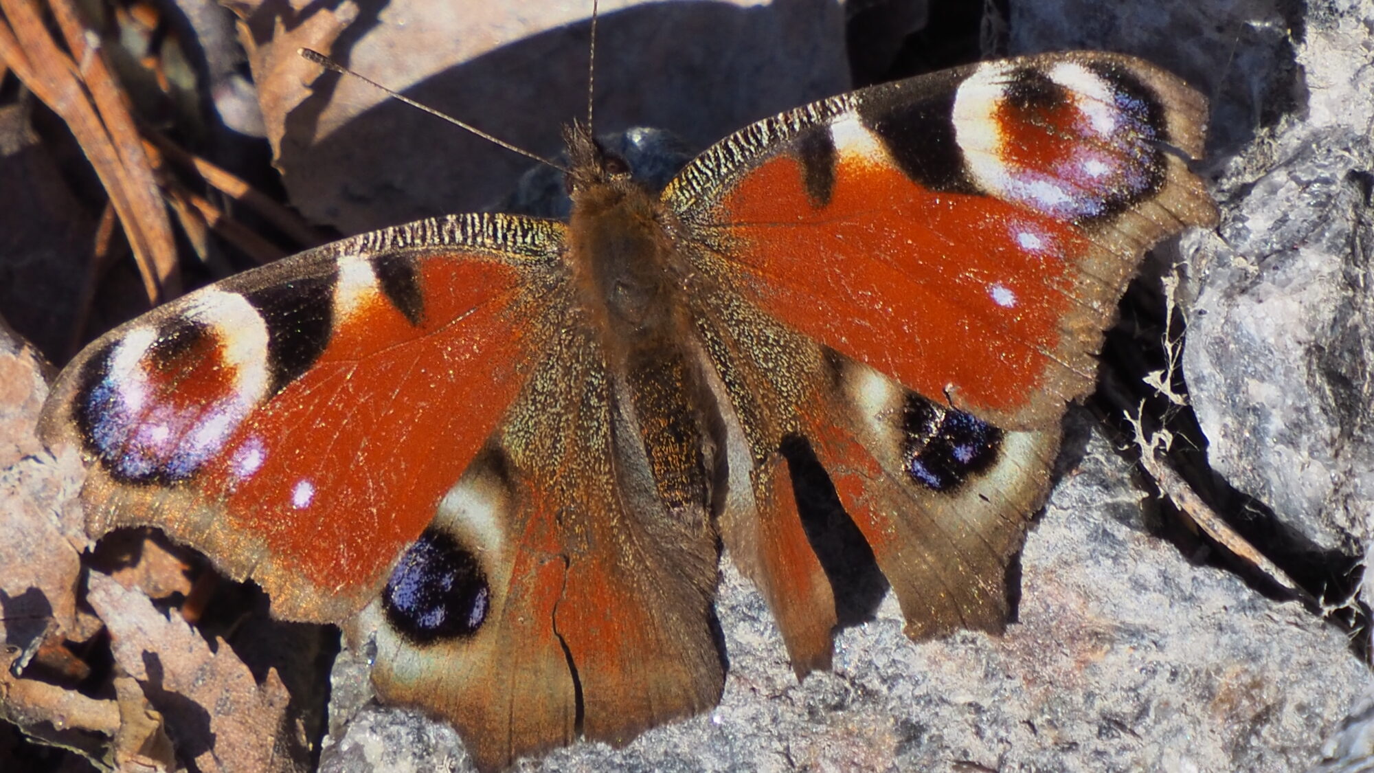 Valokuvaaja: Martti Valtonen