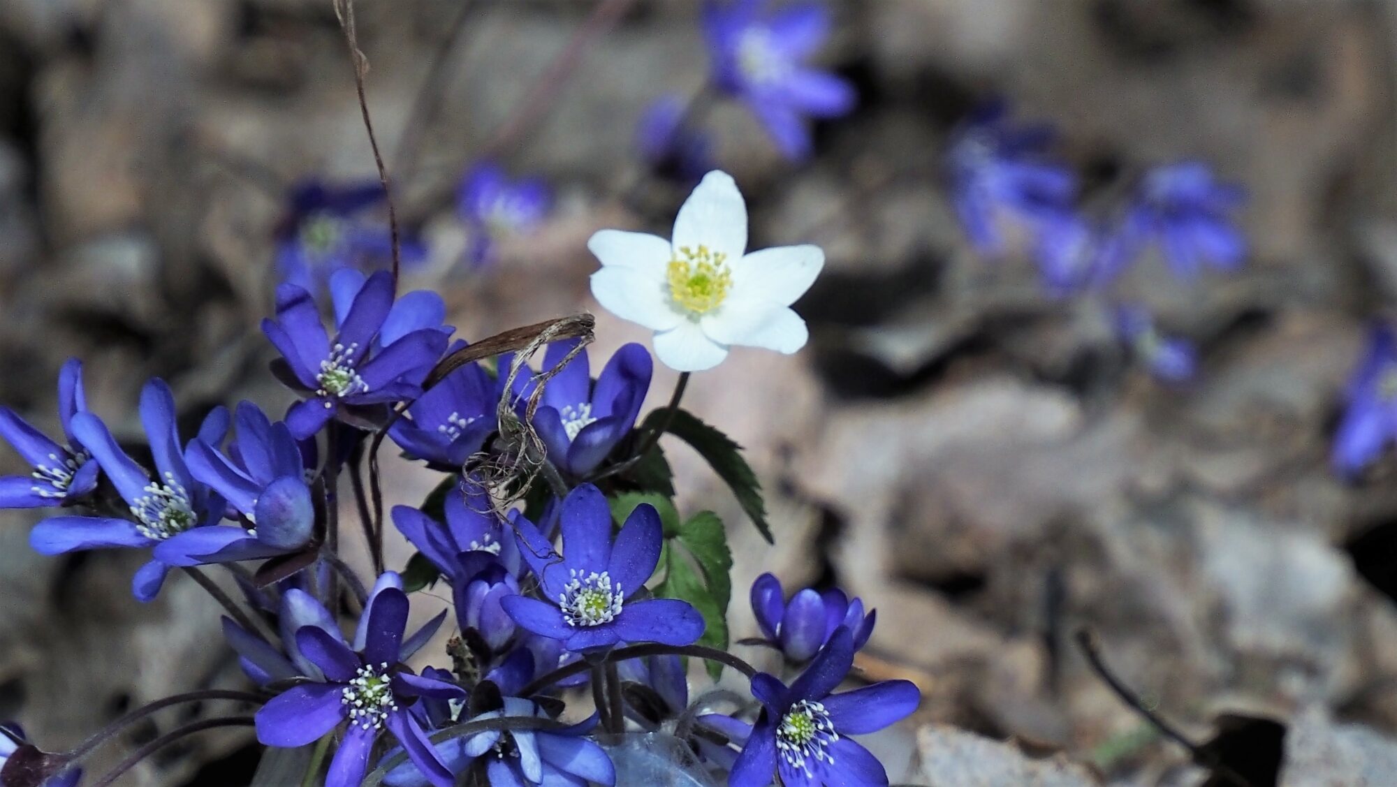 Valokuvaaja: Arja Valtonen Valokuvaaja: Arja Valtonen