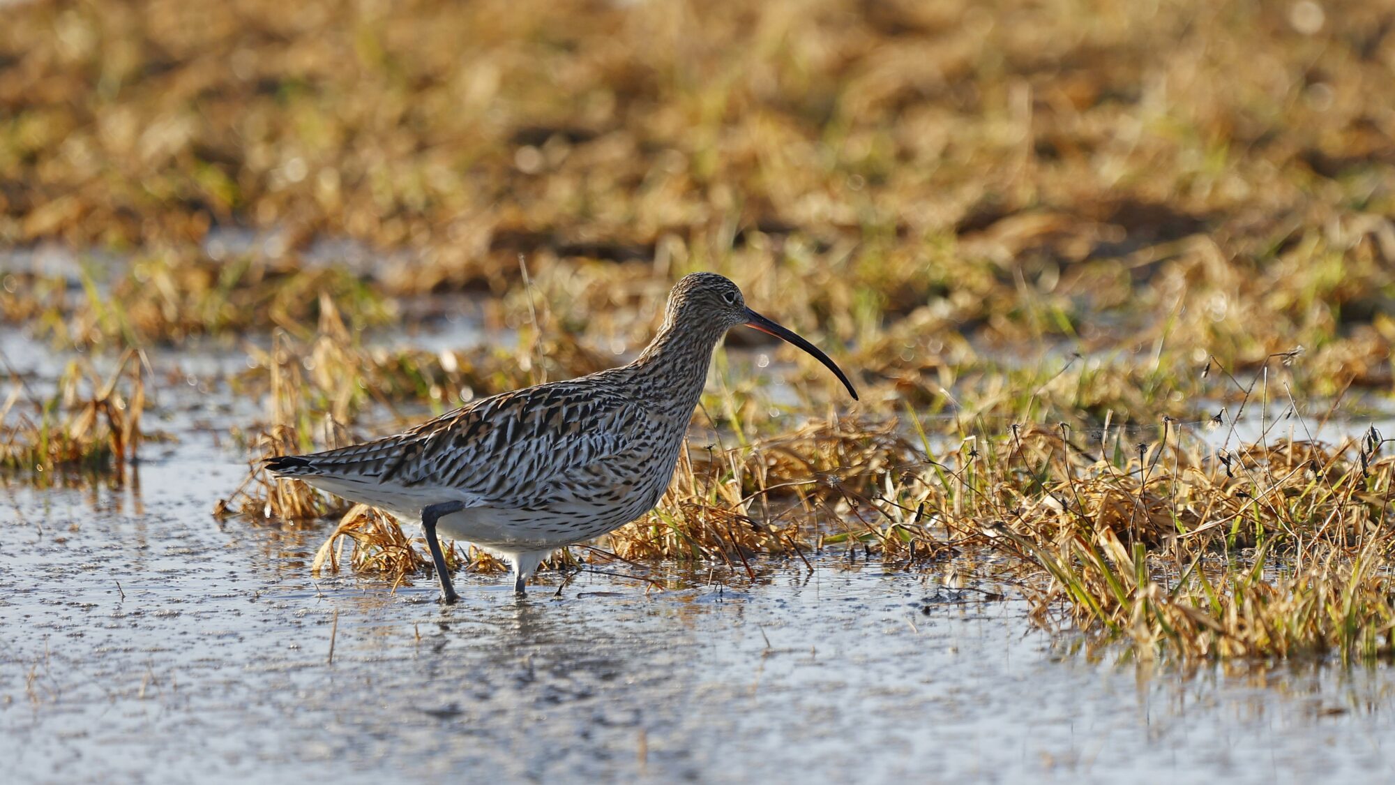 Valokuvaaja: Tommi Kujala