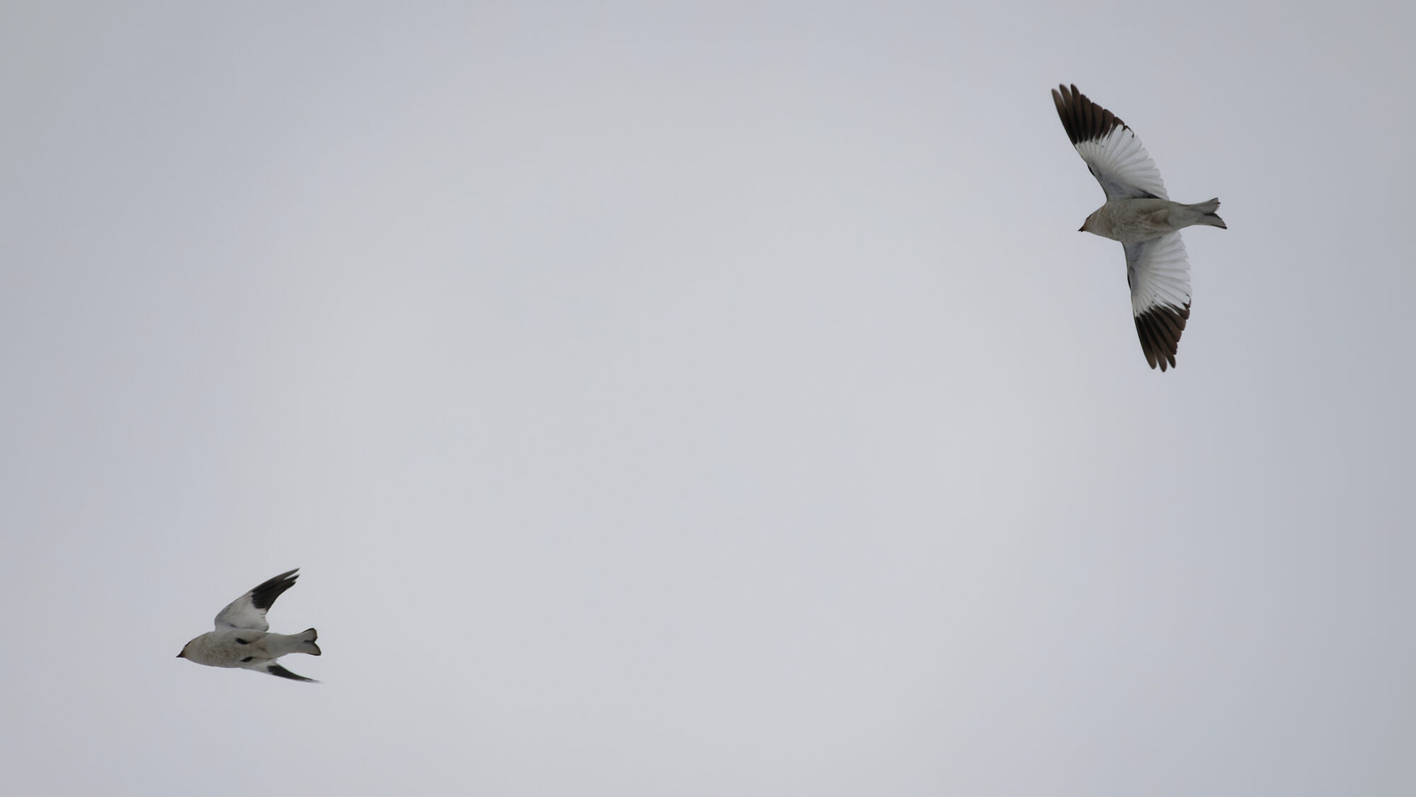 Valokuvaaja: Tommi Kujala