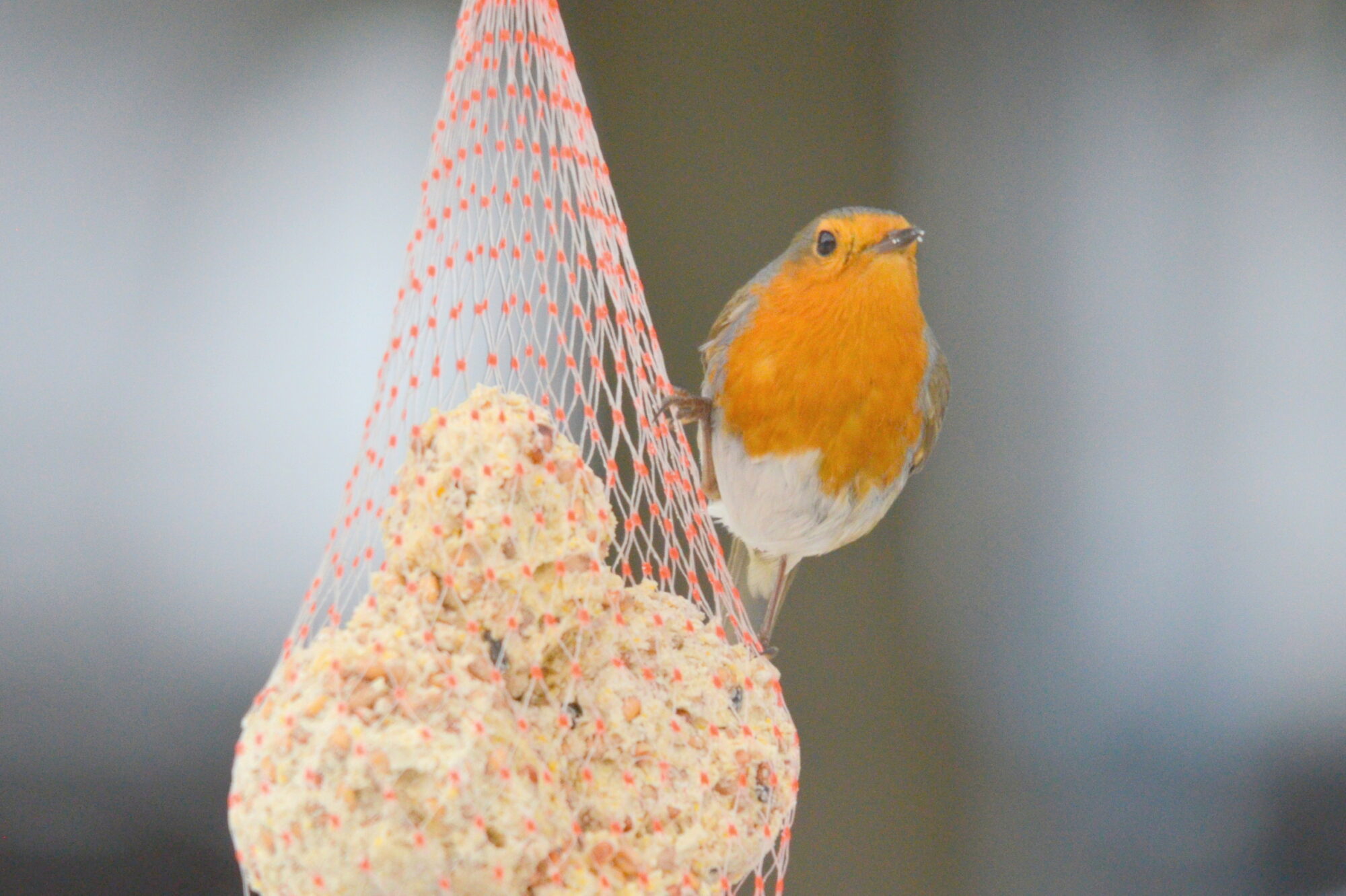 Valokuvaaja: Kaarlo Asikainen