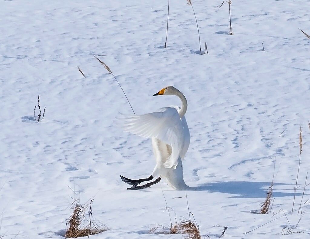 Valokuvaaja: Olavi Kangas