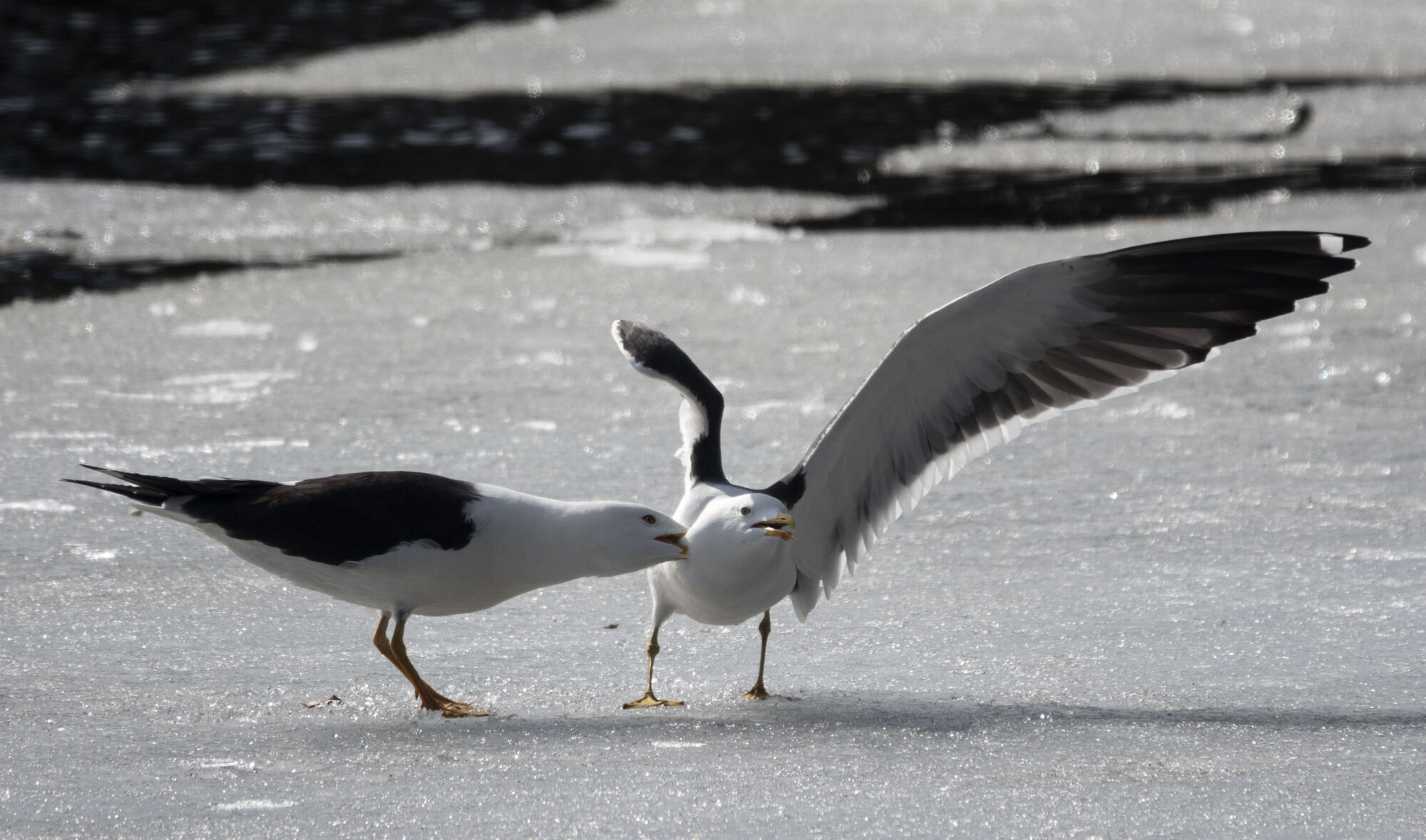 Valokuvaaja: Eero Peltonen Valokuvaaja: Eero Peltonen