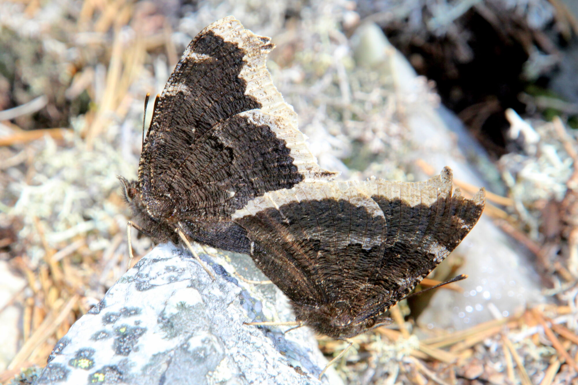 Valokuvaaja: Kaarlo Asikainen