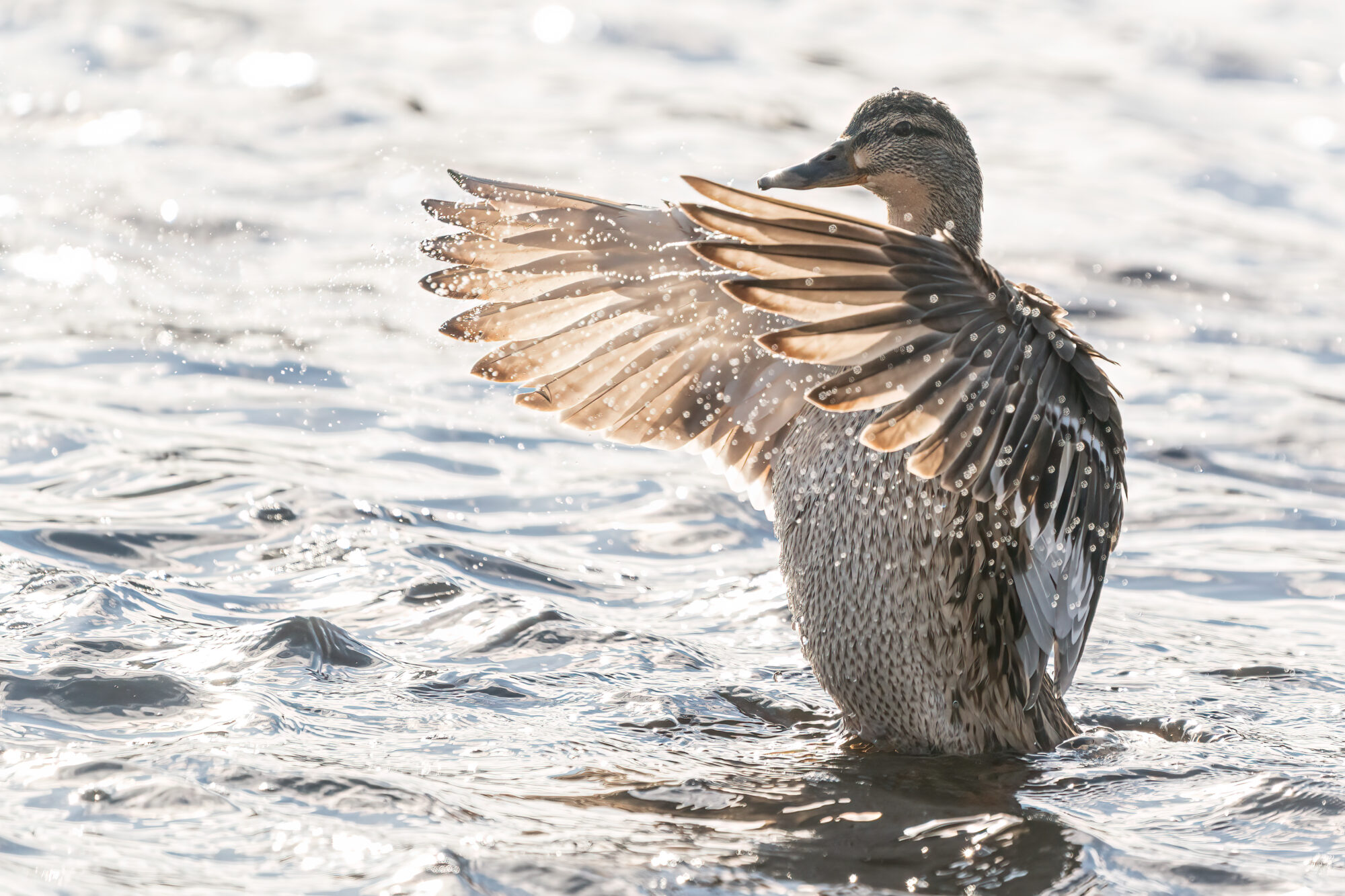 Valokuvaaja: Antti Kortelainen