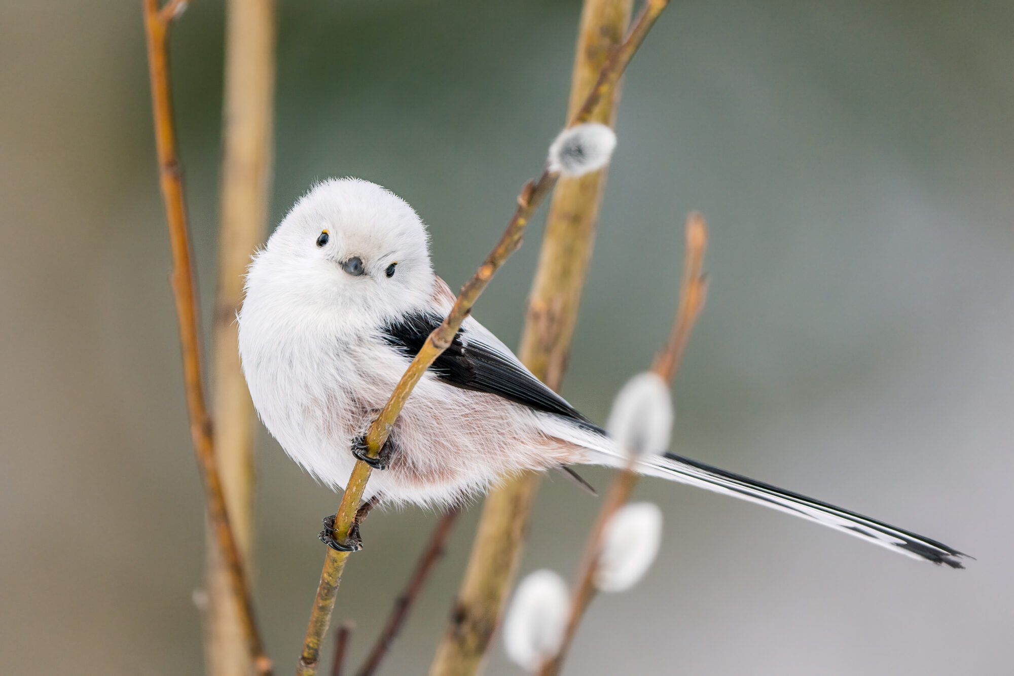 Valokuvaaja: Antti Kortelainen