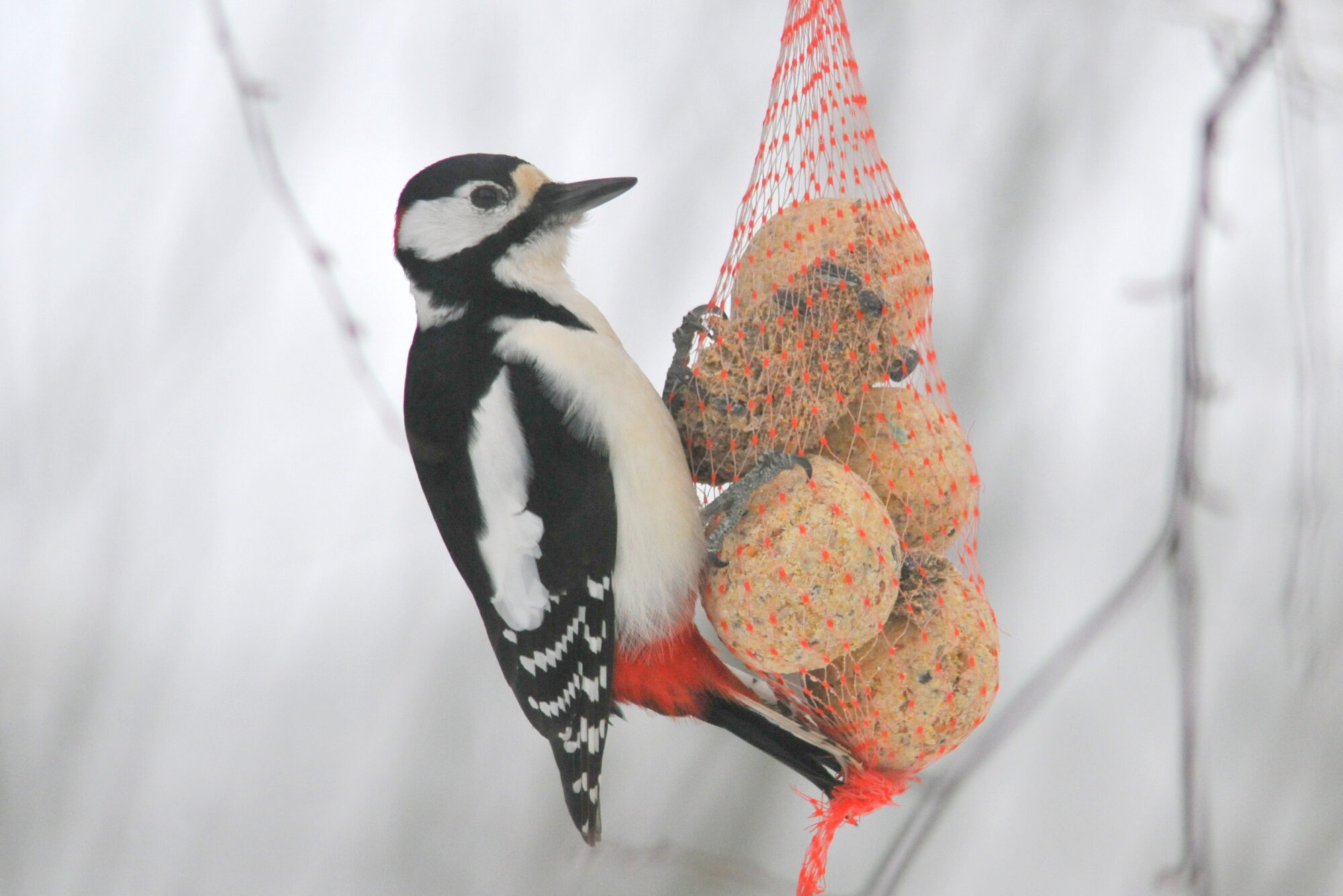 Valokuvaaja: Kaarlo Asikainen Valokuvaaja: Kaarlo Asikainen