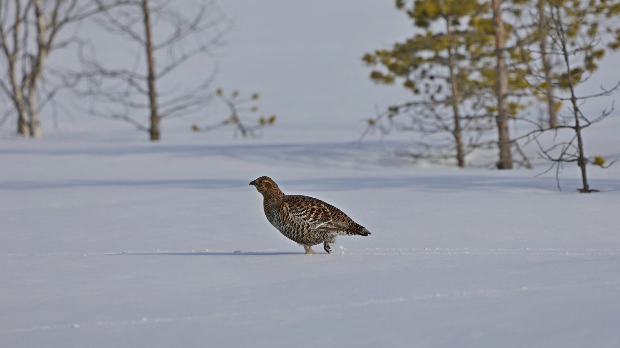 Valokuvaaja: Tommi Kujala