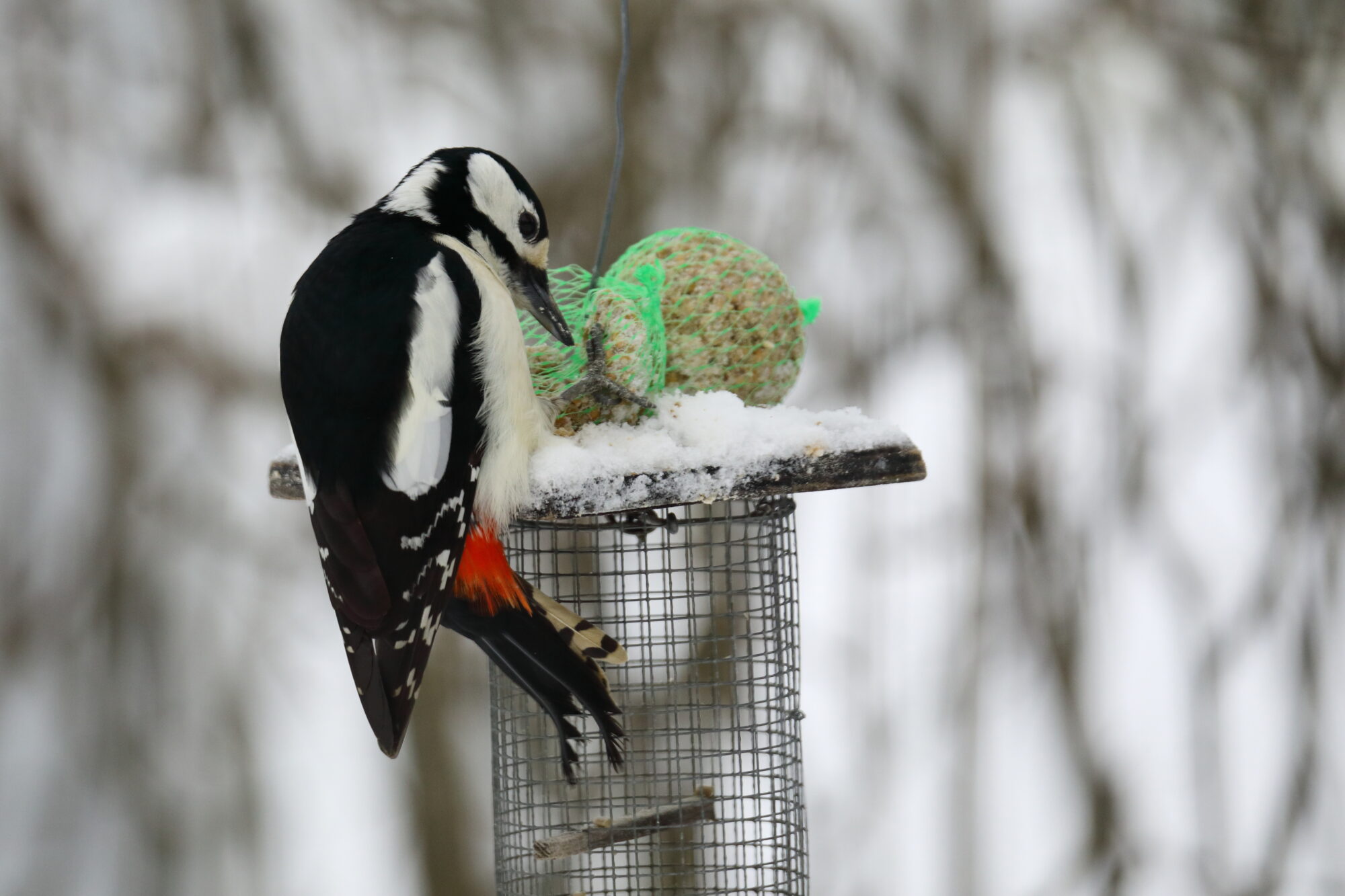 Valokuvaaja: Pasi Lähde
