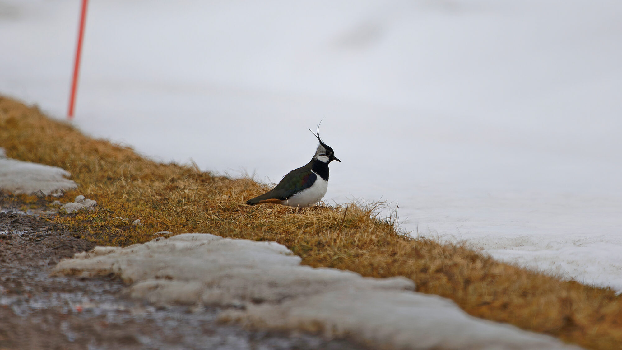Valokuvaaja: Tommi Kujala