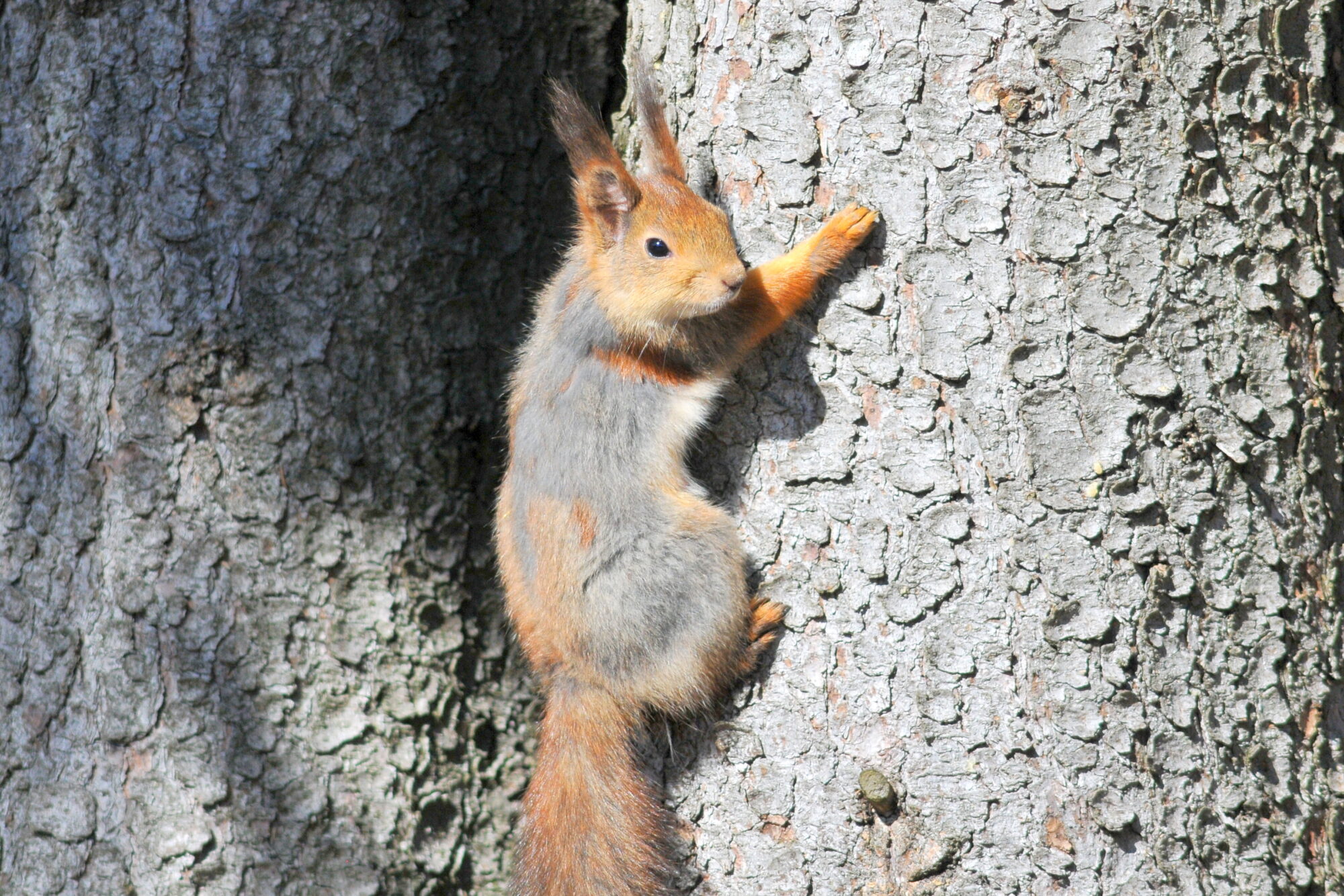 Valokuvaaja: Kaarlo Asikainen