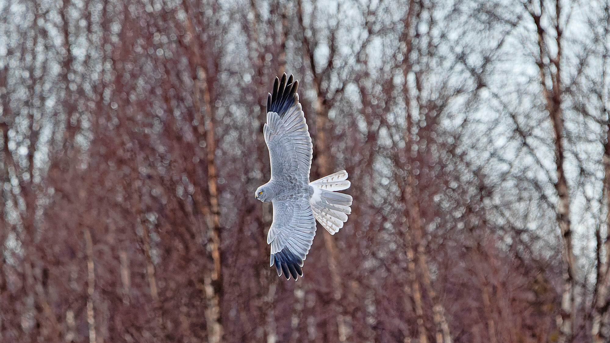 Valokuvaaja: Tommi Kujala