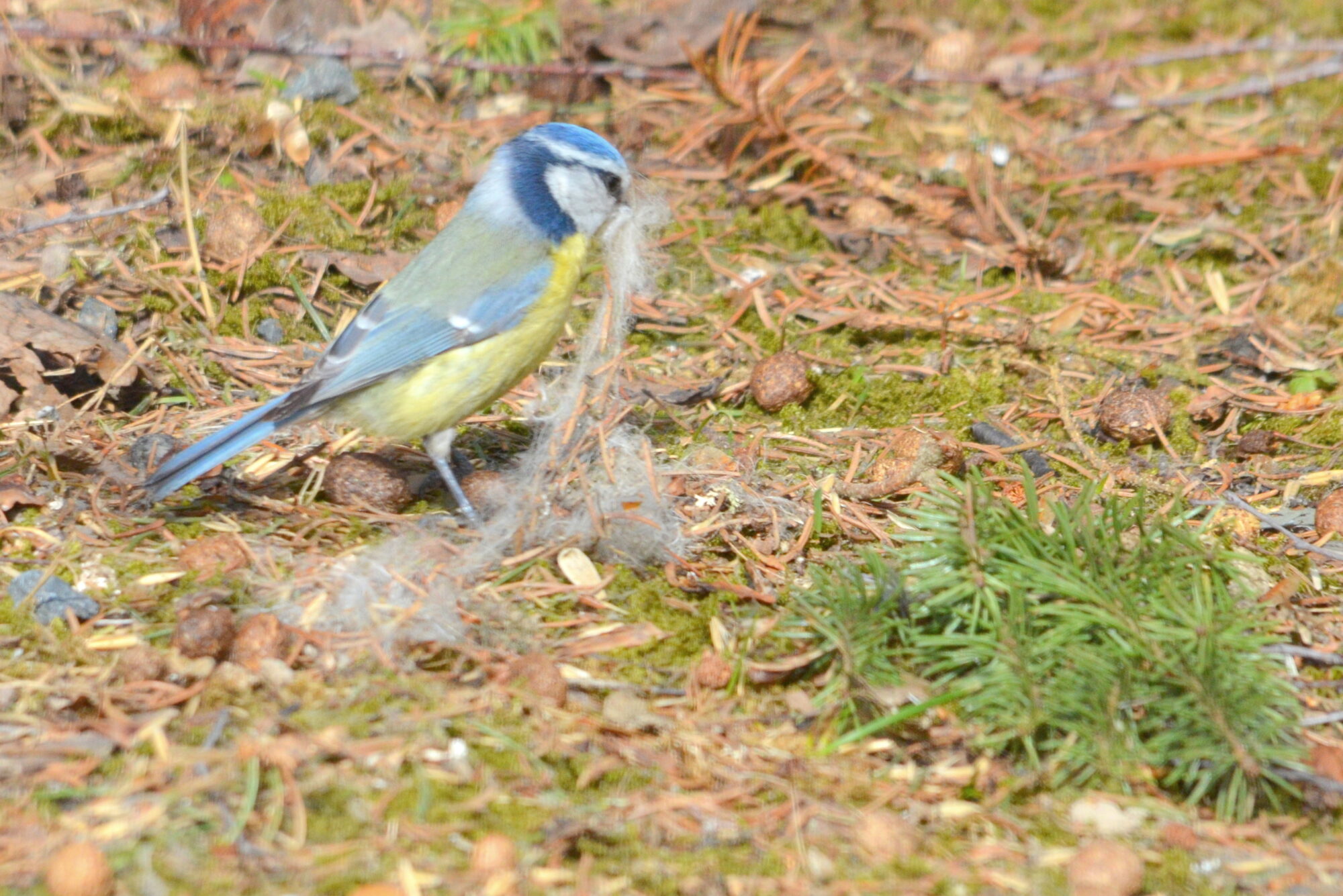 Valokuvaaja: Kaarlo Asikainen