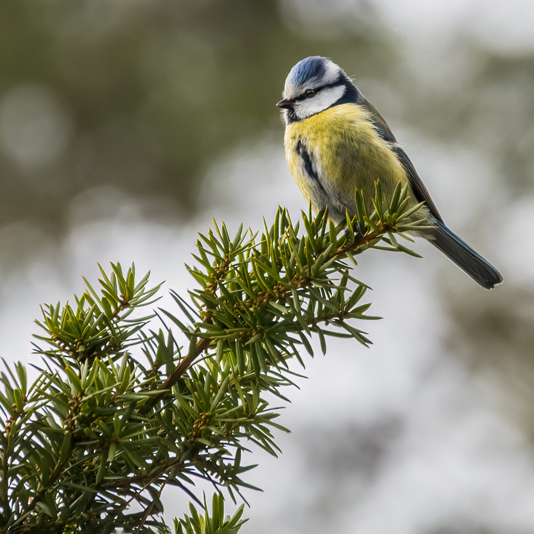 Valokuvaaja: Risto Lavi