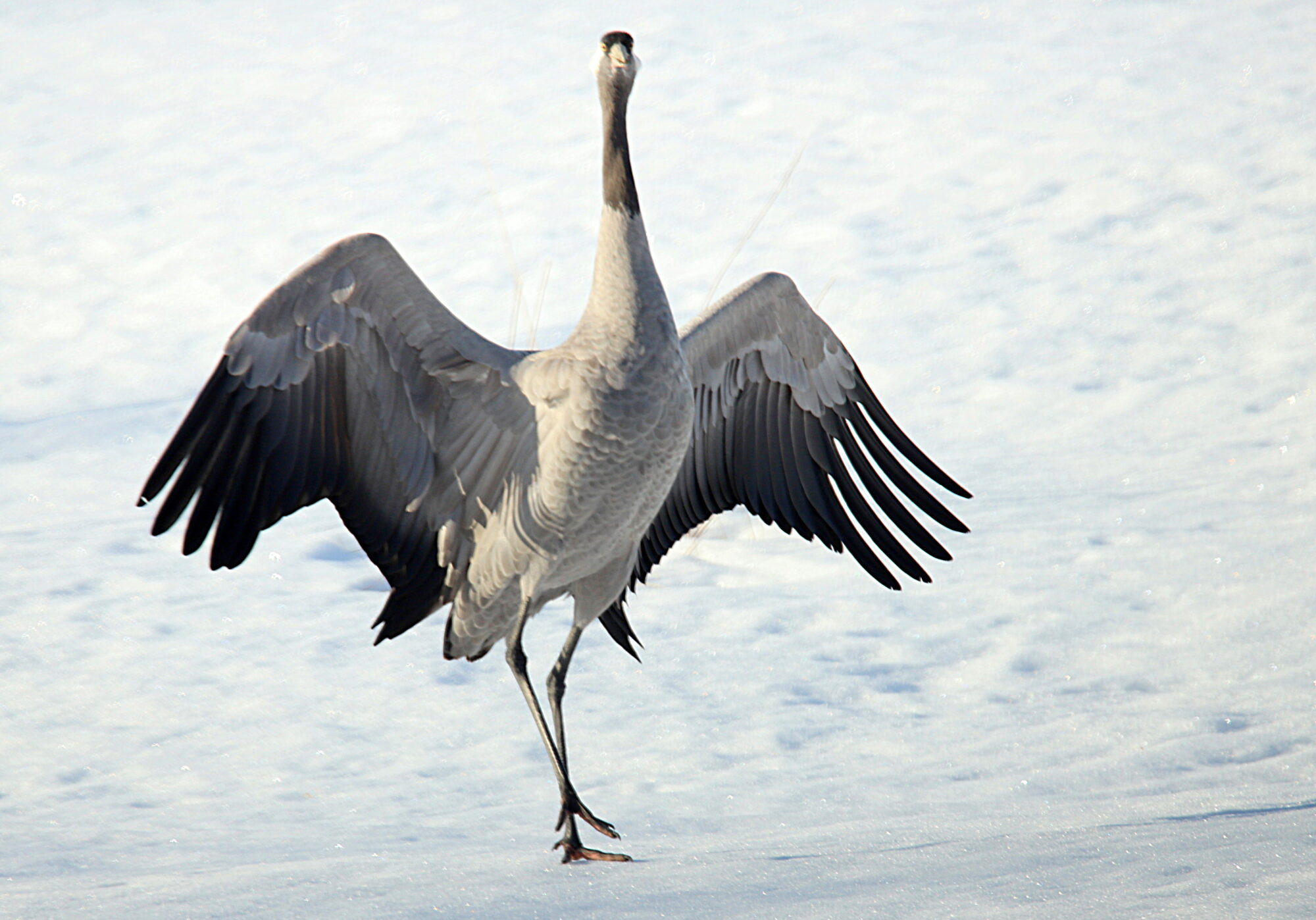 Valokuvaaja: sirpa jyske