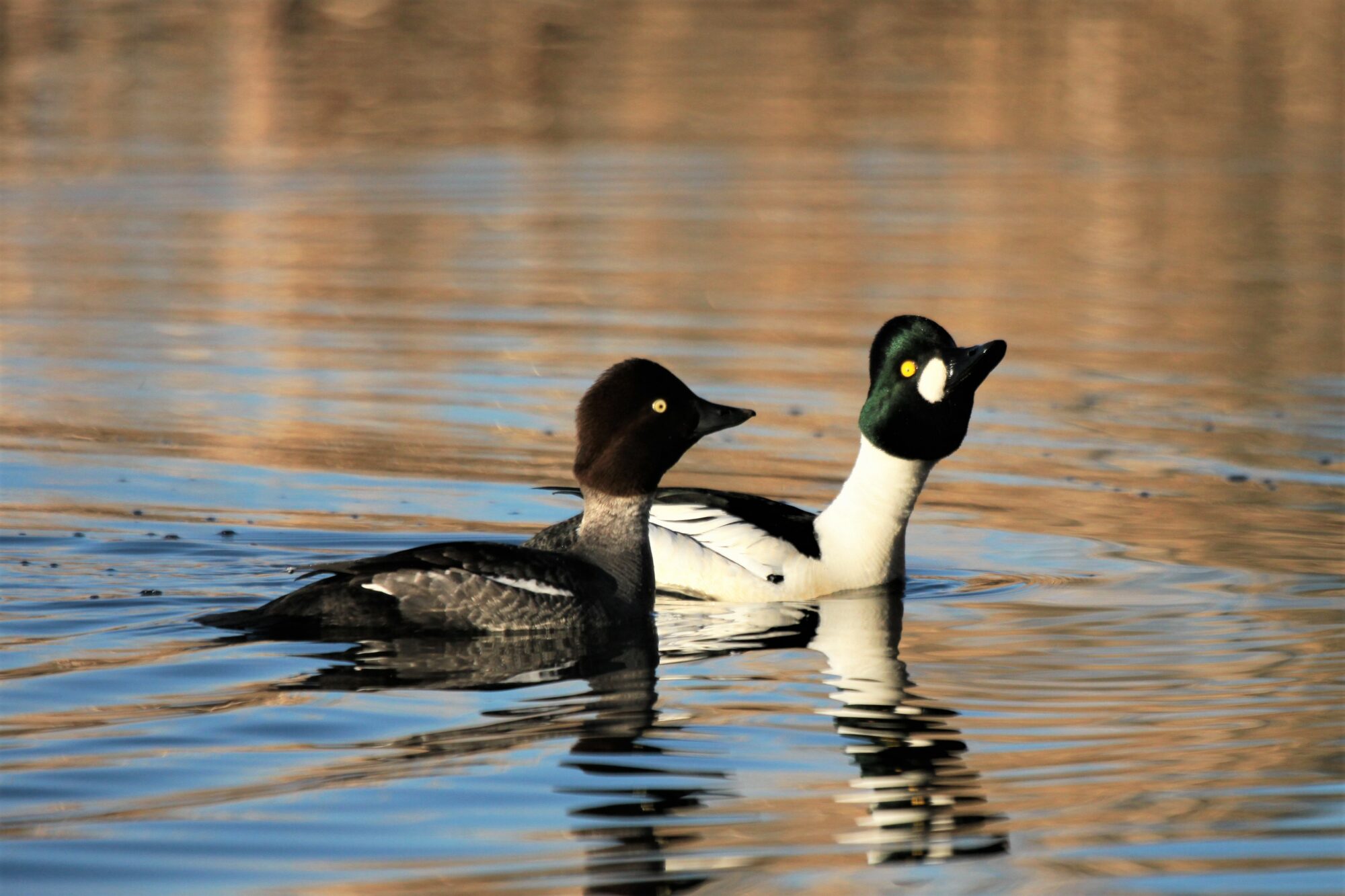 Valokuvaaja: Berndt Hannelius