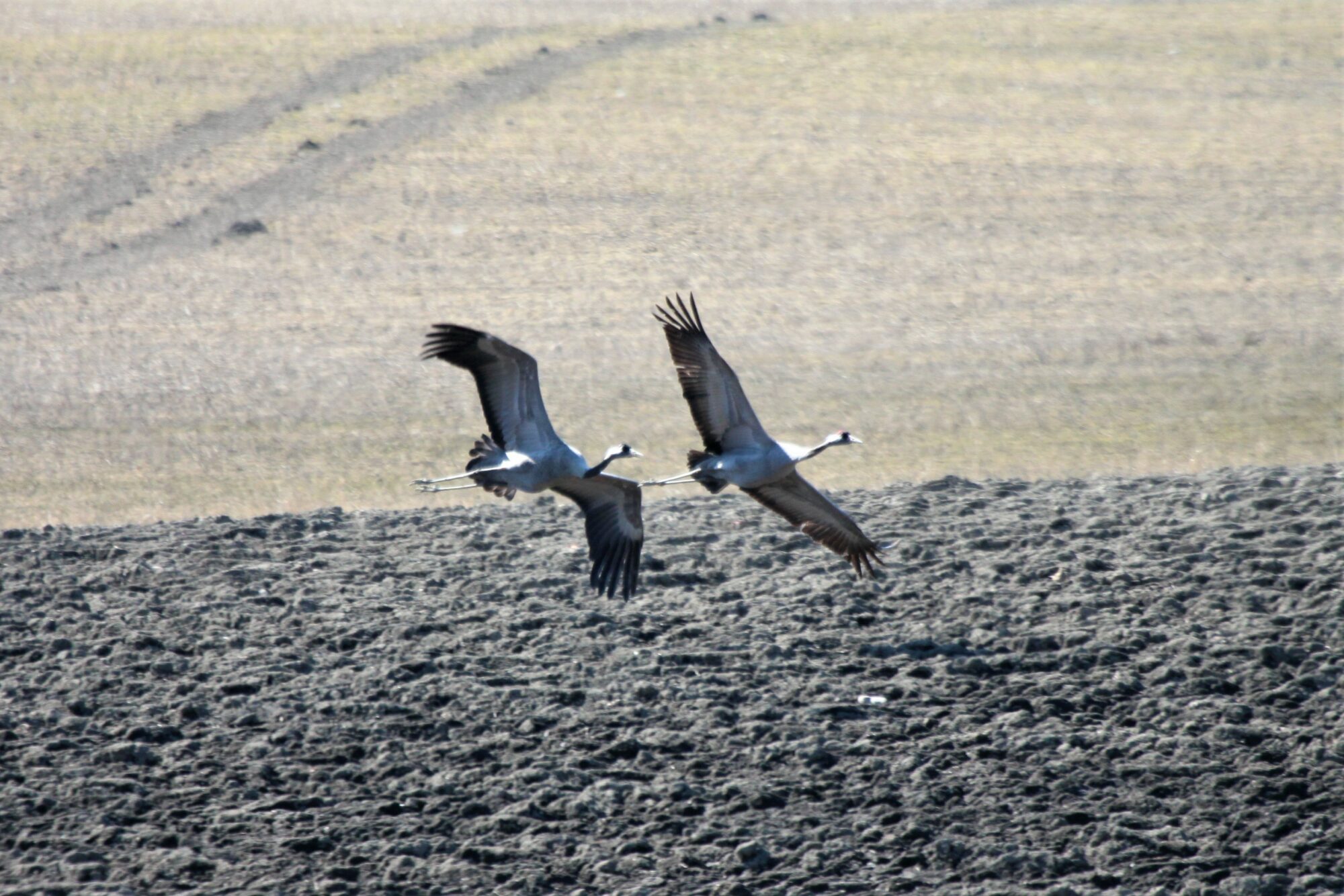 Valokuvaaja: Berndt Hannelius