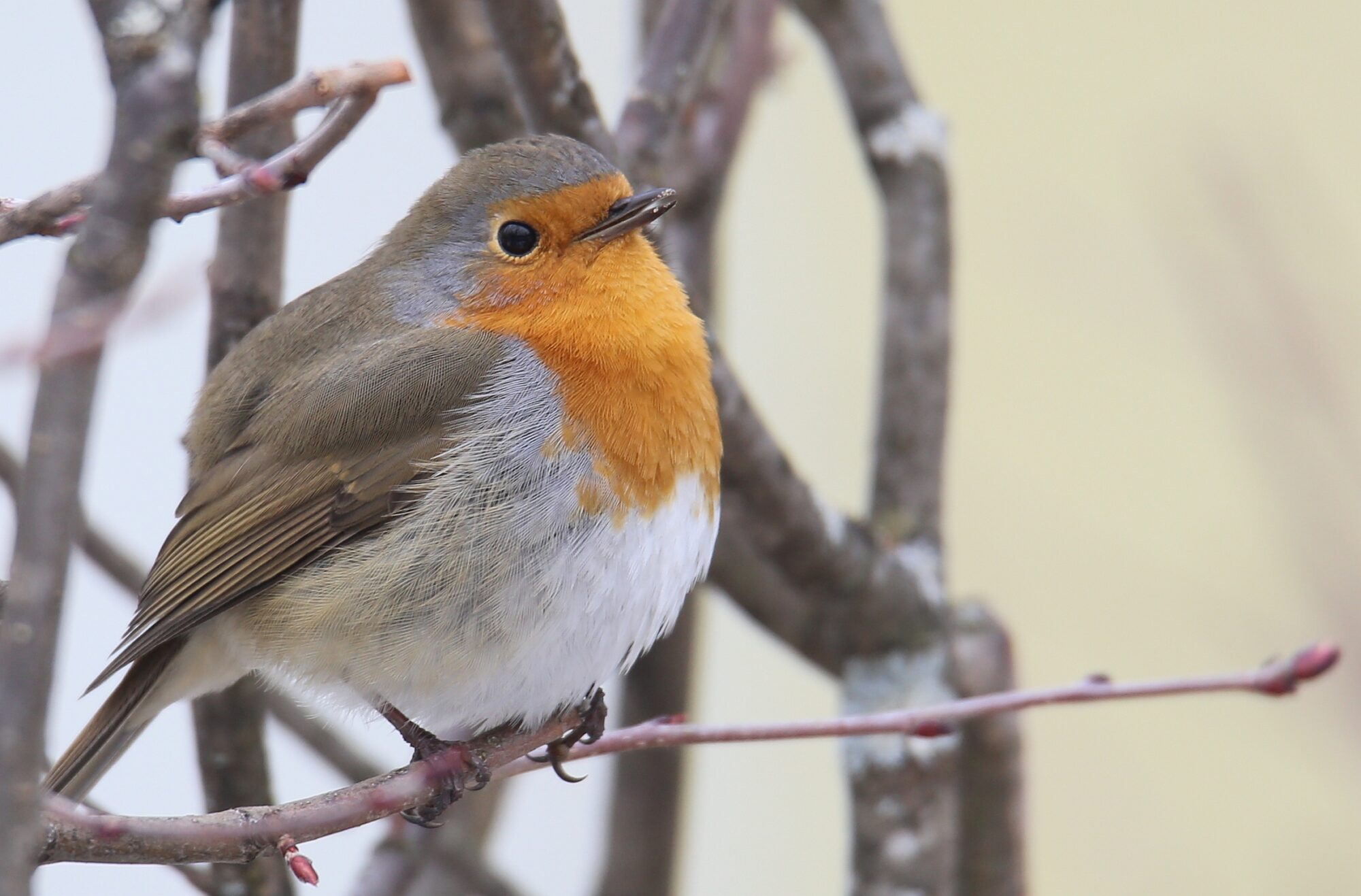 Valokuvaaja: Jaana Saarelainen