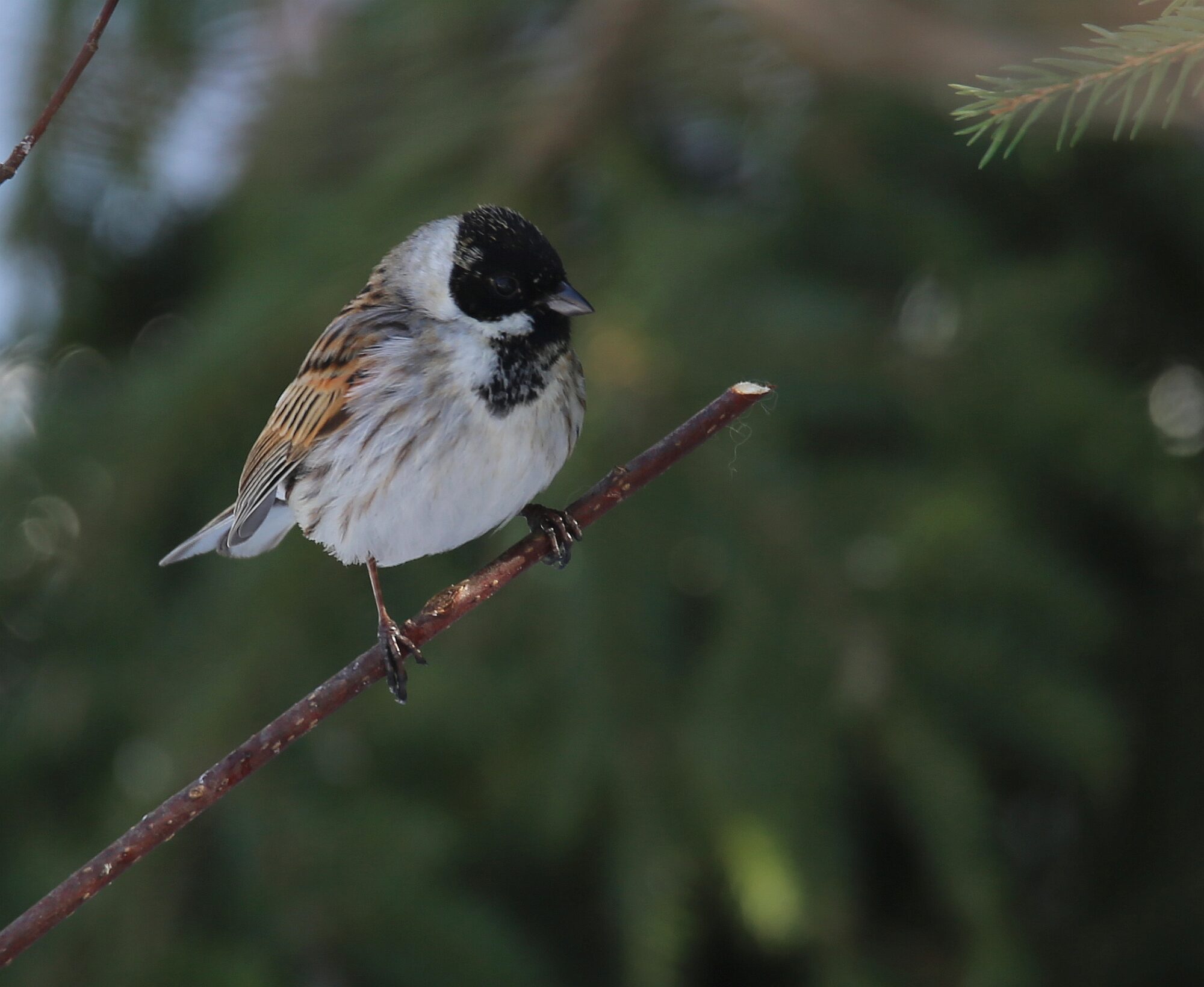 Valokuvaaja: Jaana Saarelainen