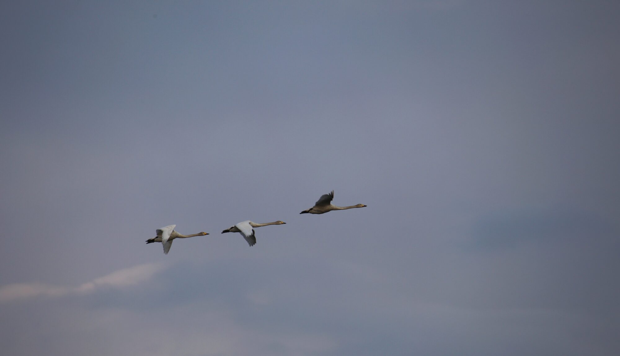 Valokuvaaja: Jaana Saarelainen Valokuvaaja: Jaana Saarelainen