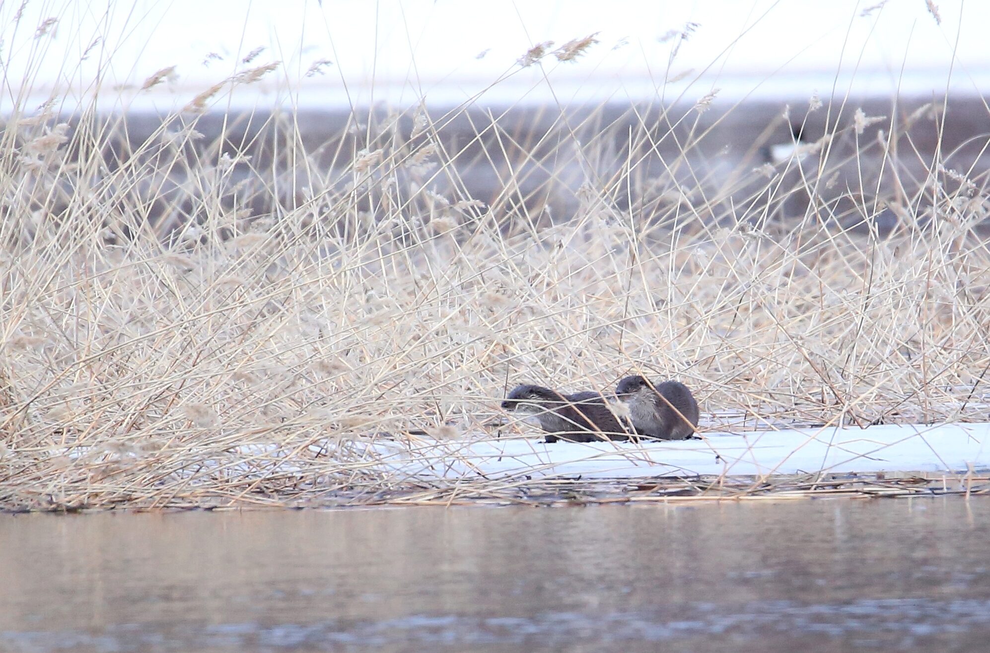 Valokuvaaja: Jaana Saarelainen Valokuvaaja: Jaana Saarelainen