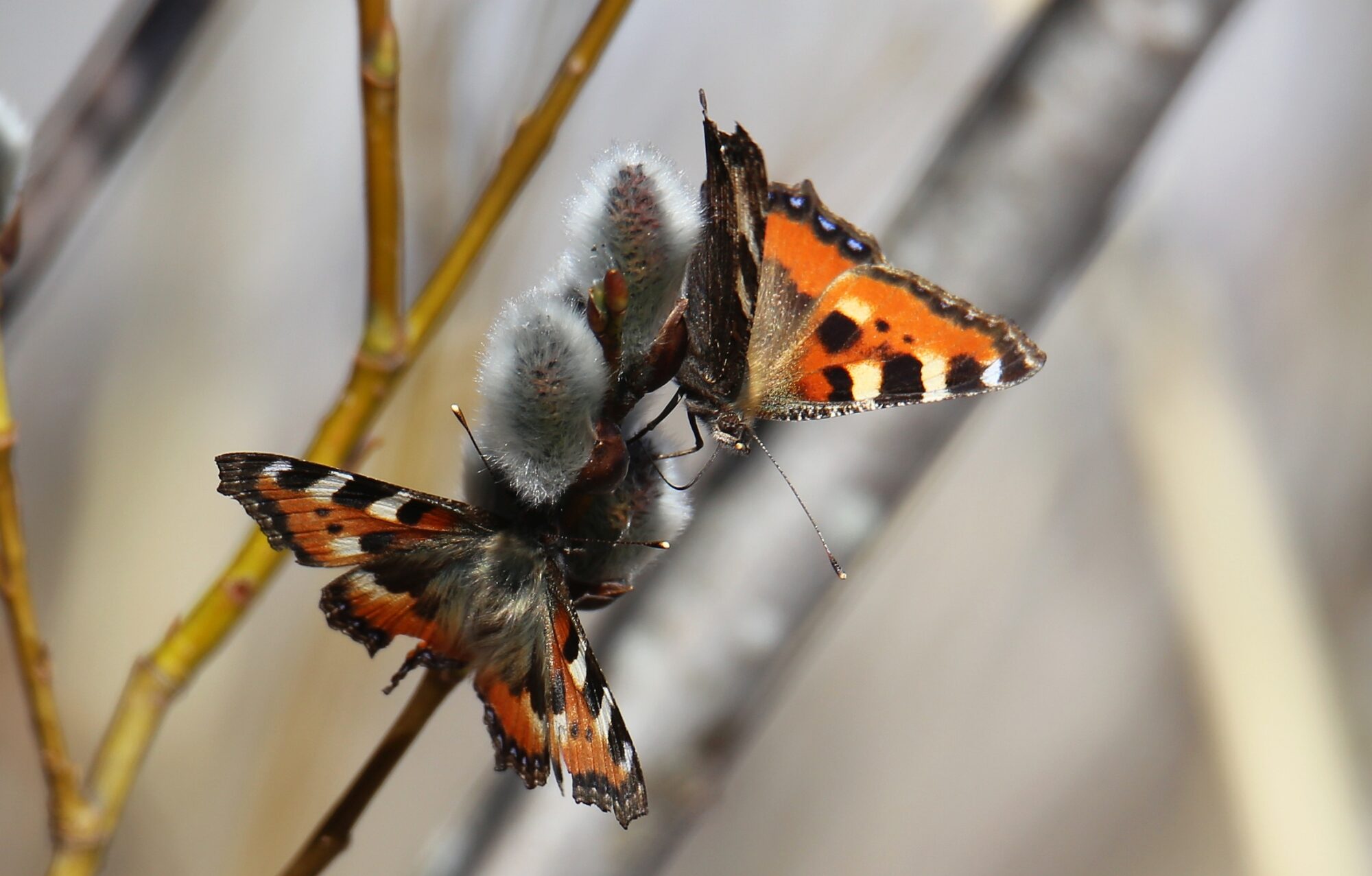 Valokuvaaja: Jaana Saarelainen