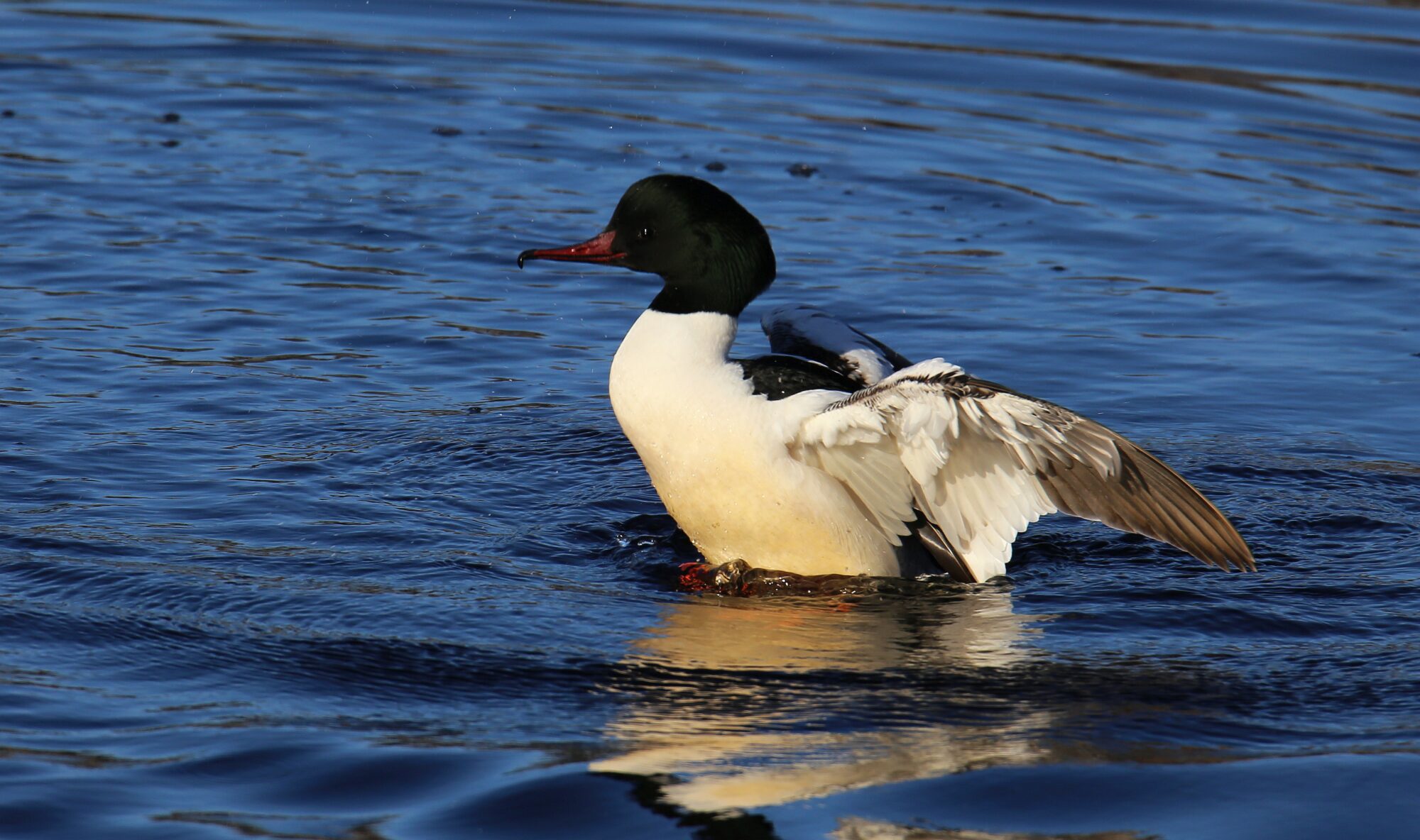 Valokuvaaja: Jaana Saarelainen