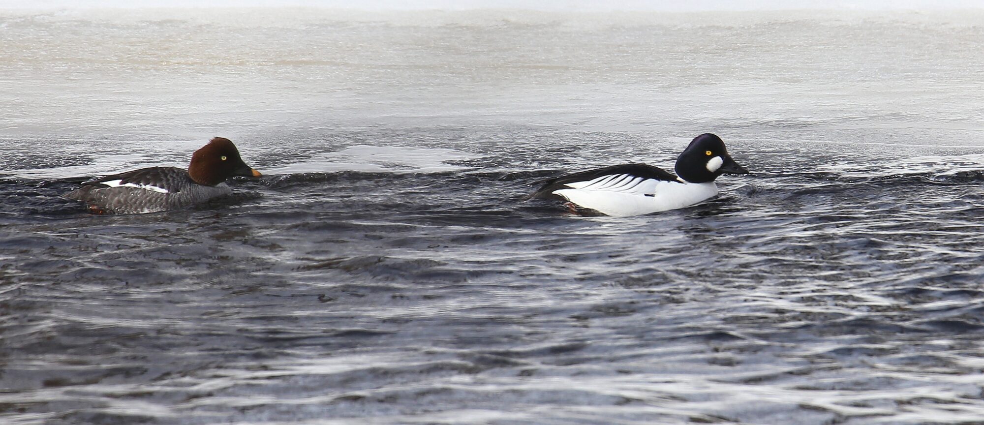 Valokuvaaja: Jaana Saarelainen Valokuvaaja: Jaana Saarelainen