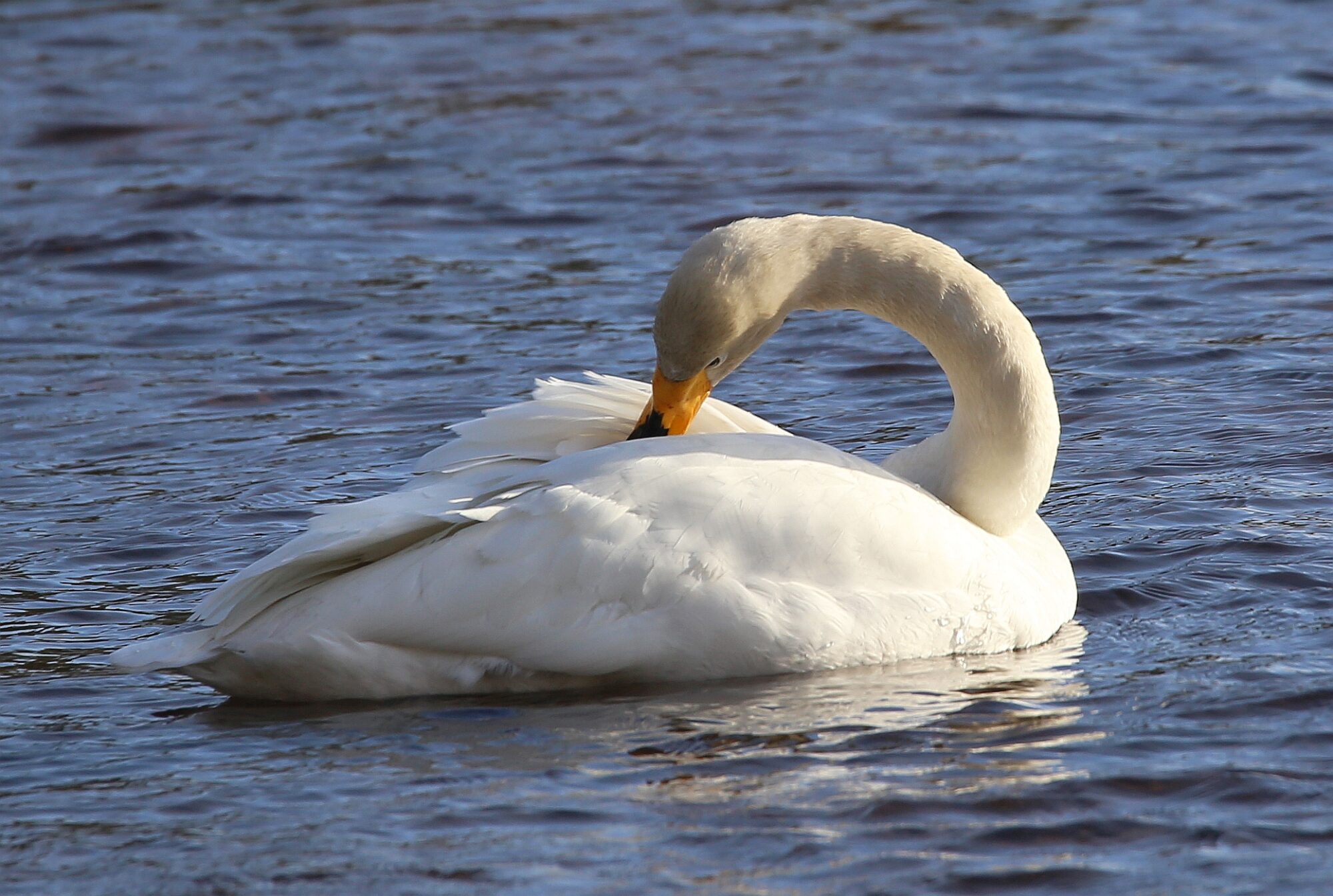 Valokuvaaja: Jaana Saarelainen