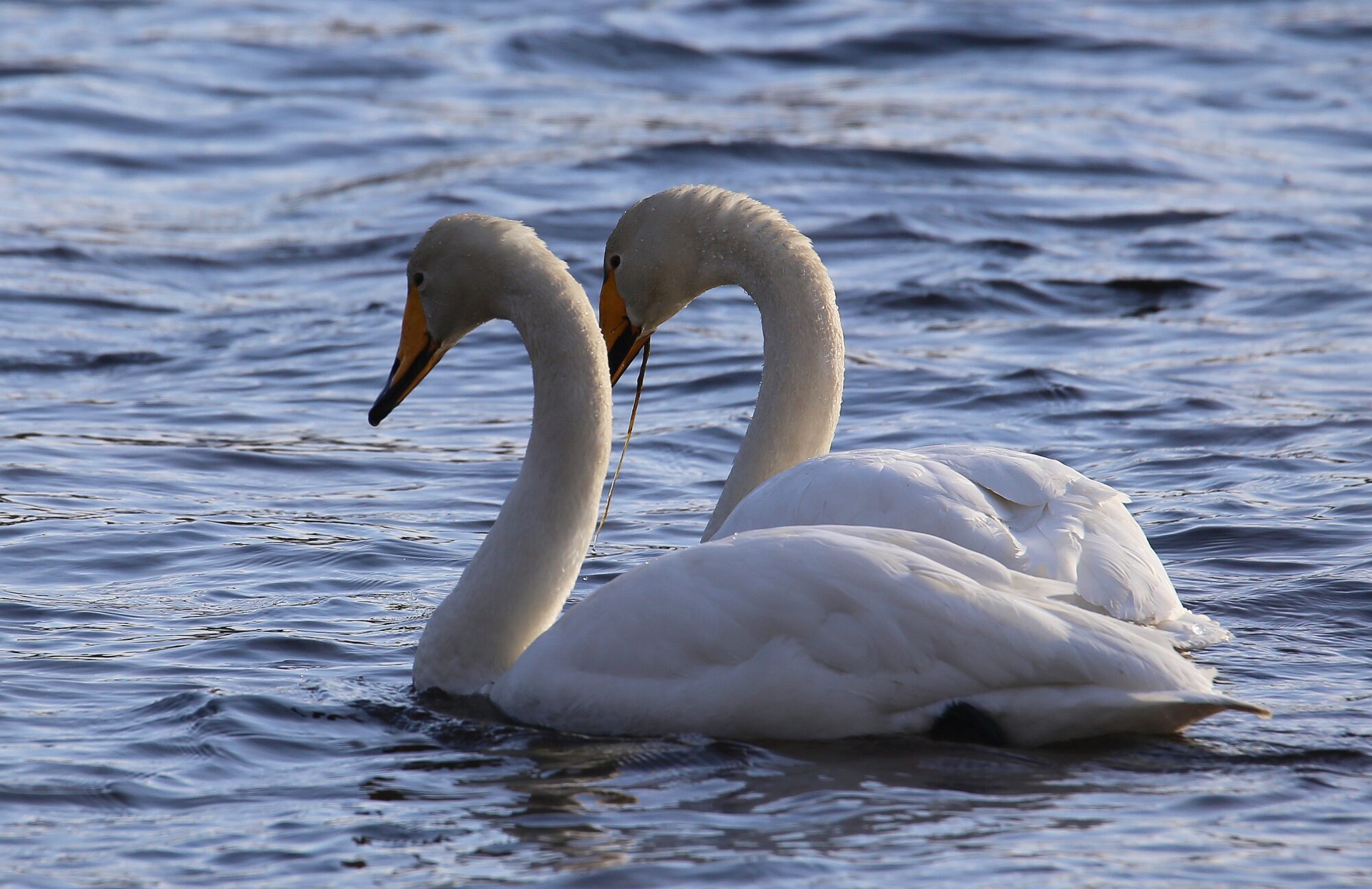 Valokuvaaja: Jaana Saarelainen