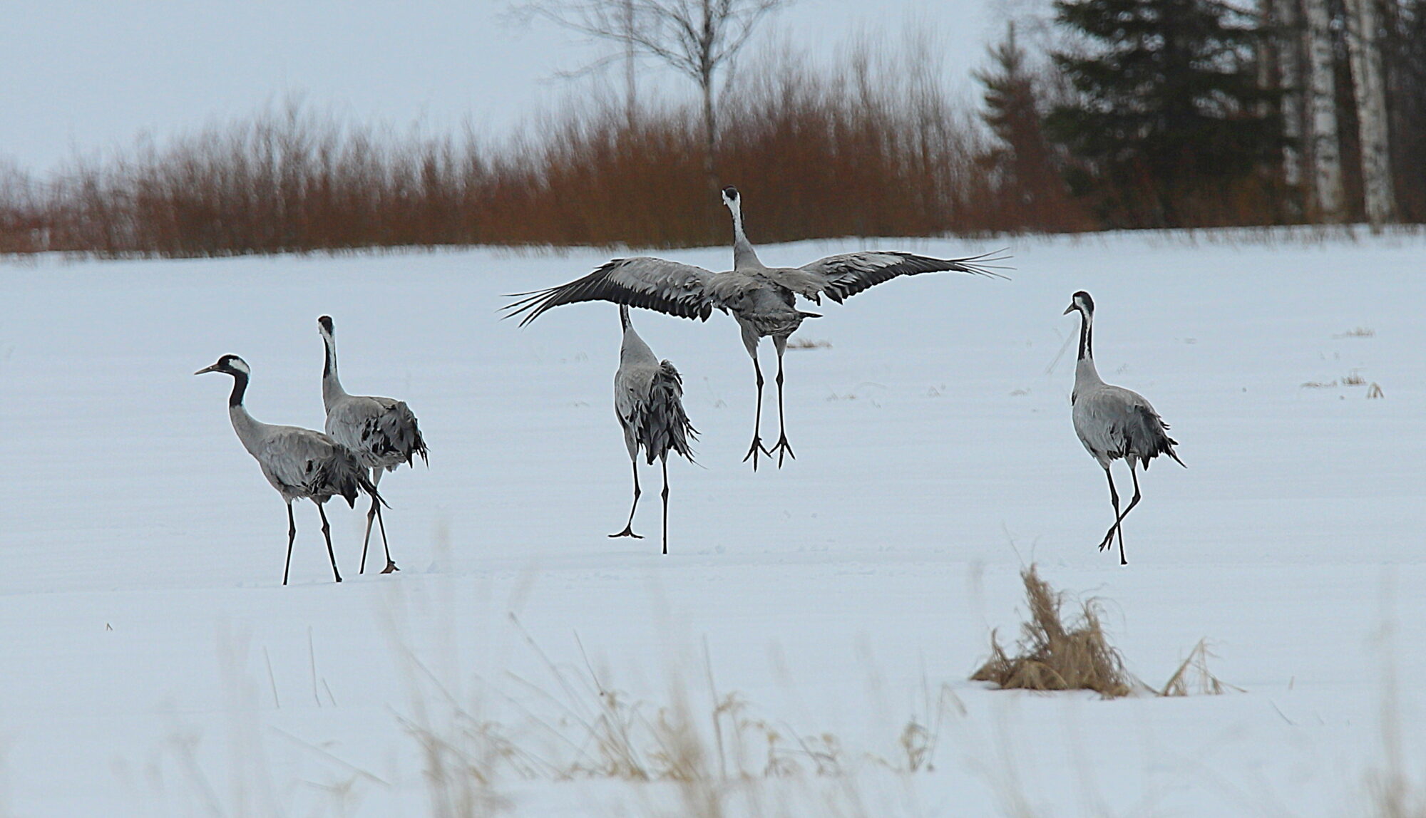 Valokuvaaja: sirpa jyske