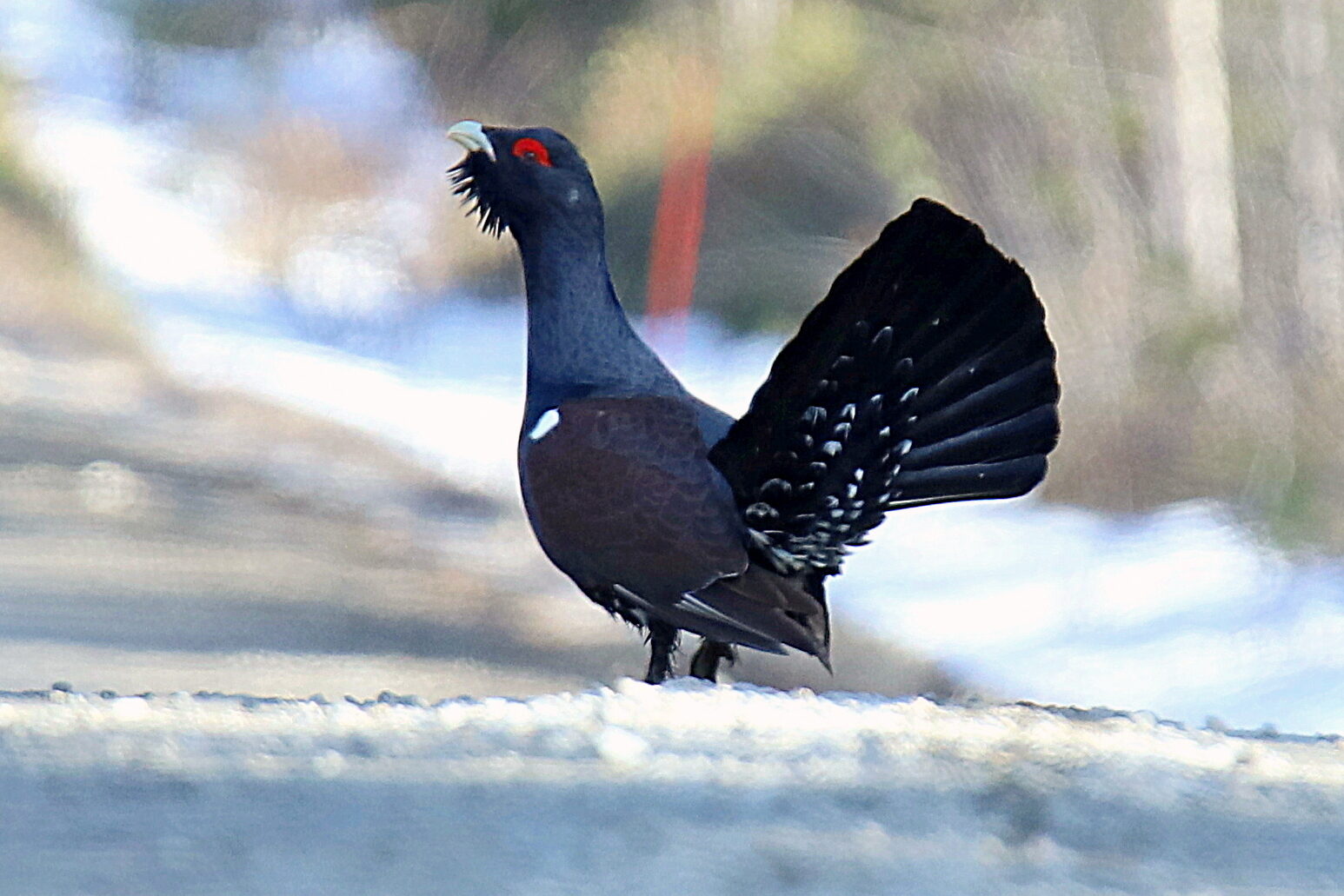 Valokuvaaja: sirpa jyske