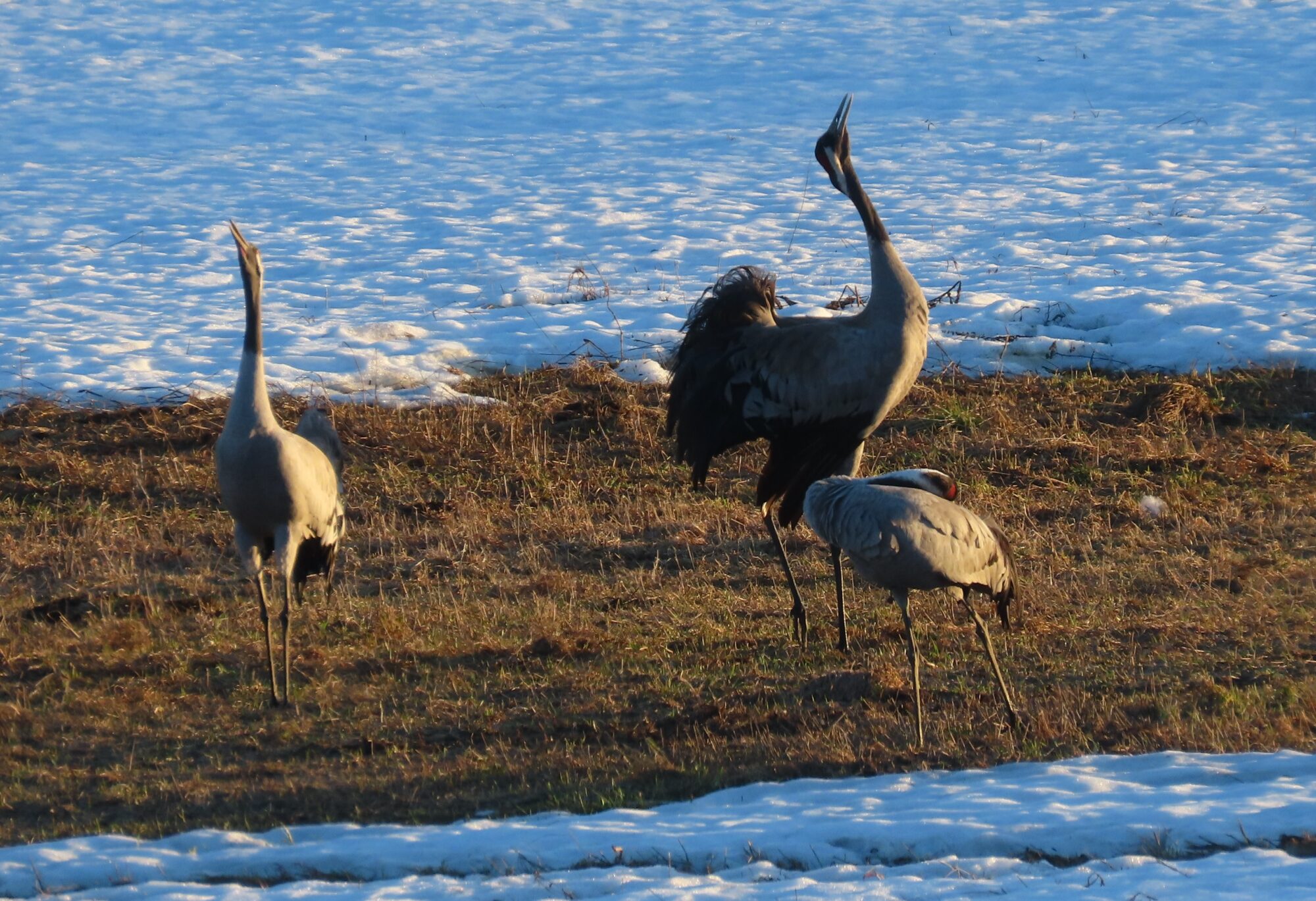 Valokuvaaja: Mirja Suoknuuti