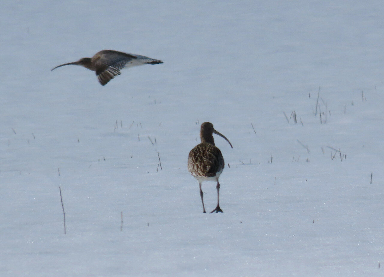 Valokuvaaja: Mirja Suoknuuti
